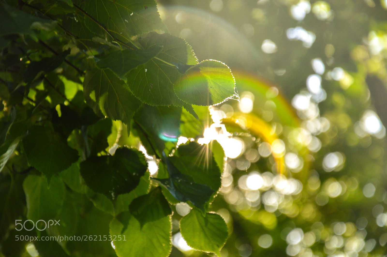 Nikon D3200 sample photo. Sun through leafs photography