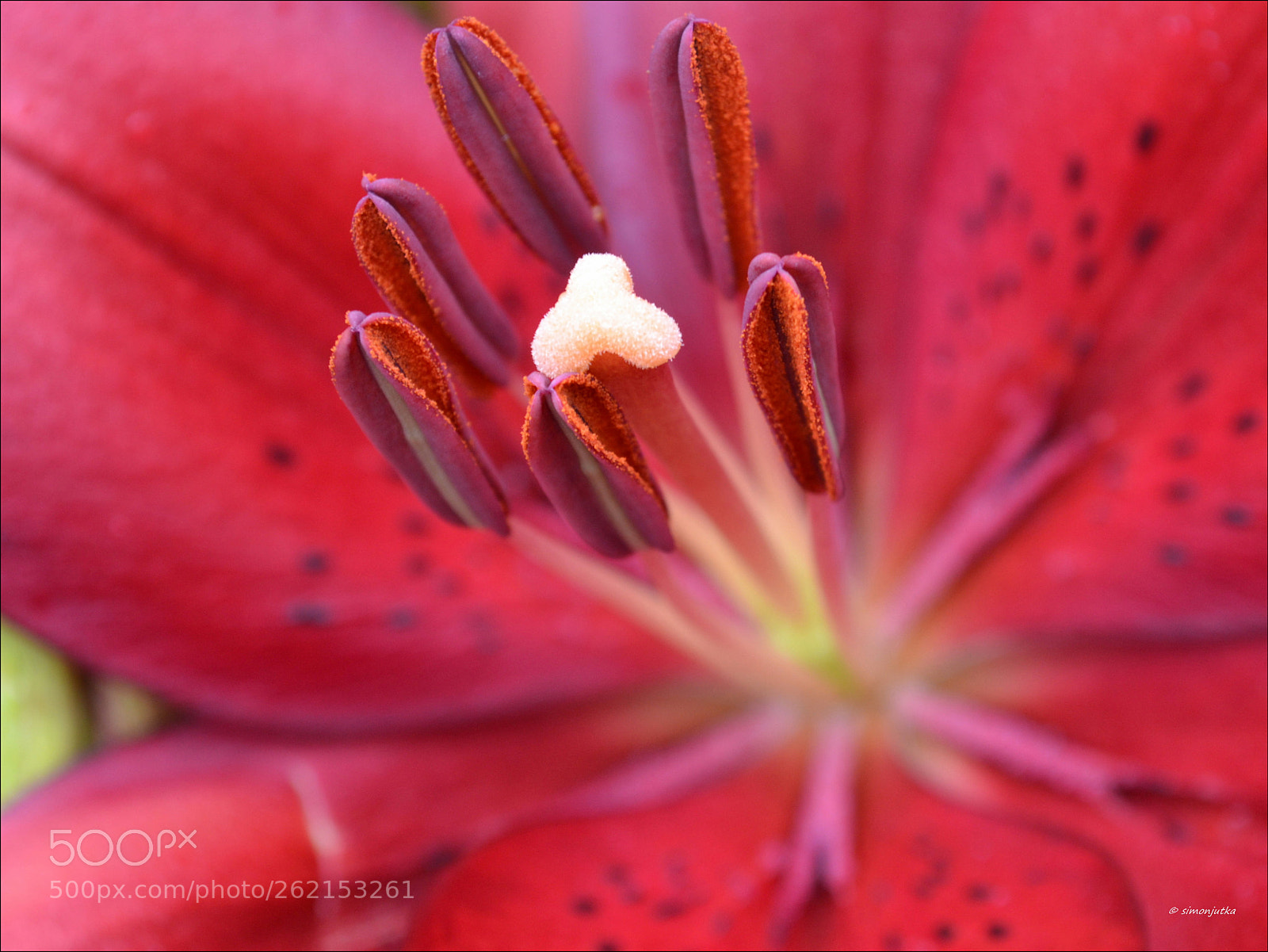 Nikon D3100 sample photo. Lily photography