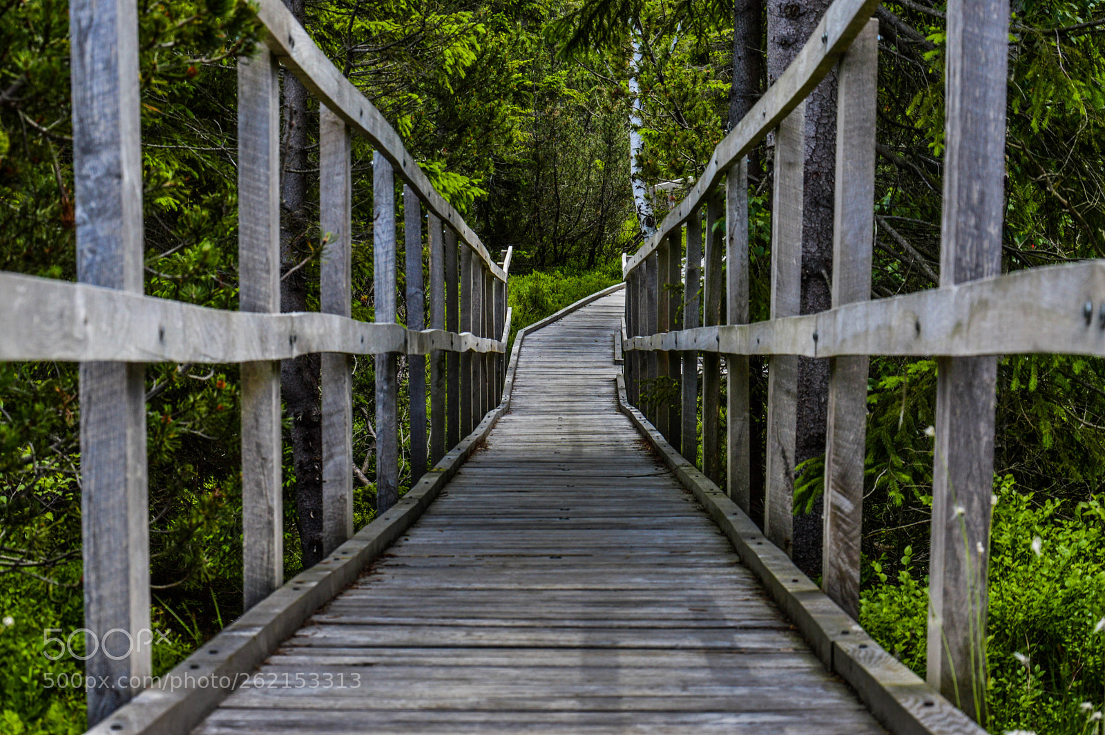 Nikon D3200 sample photo. Wooden path through the photography