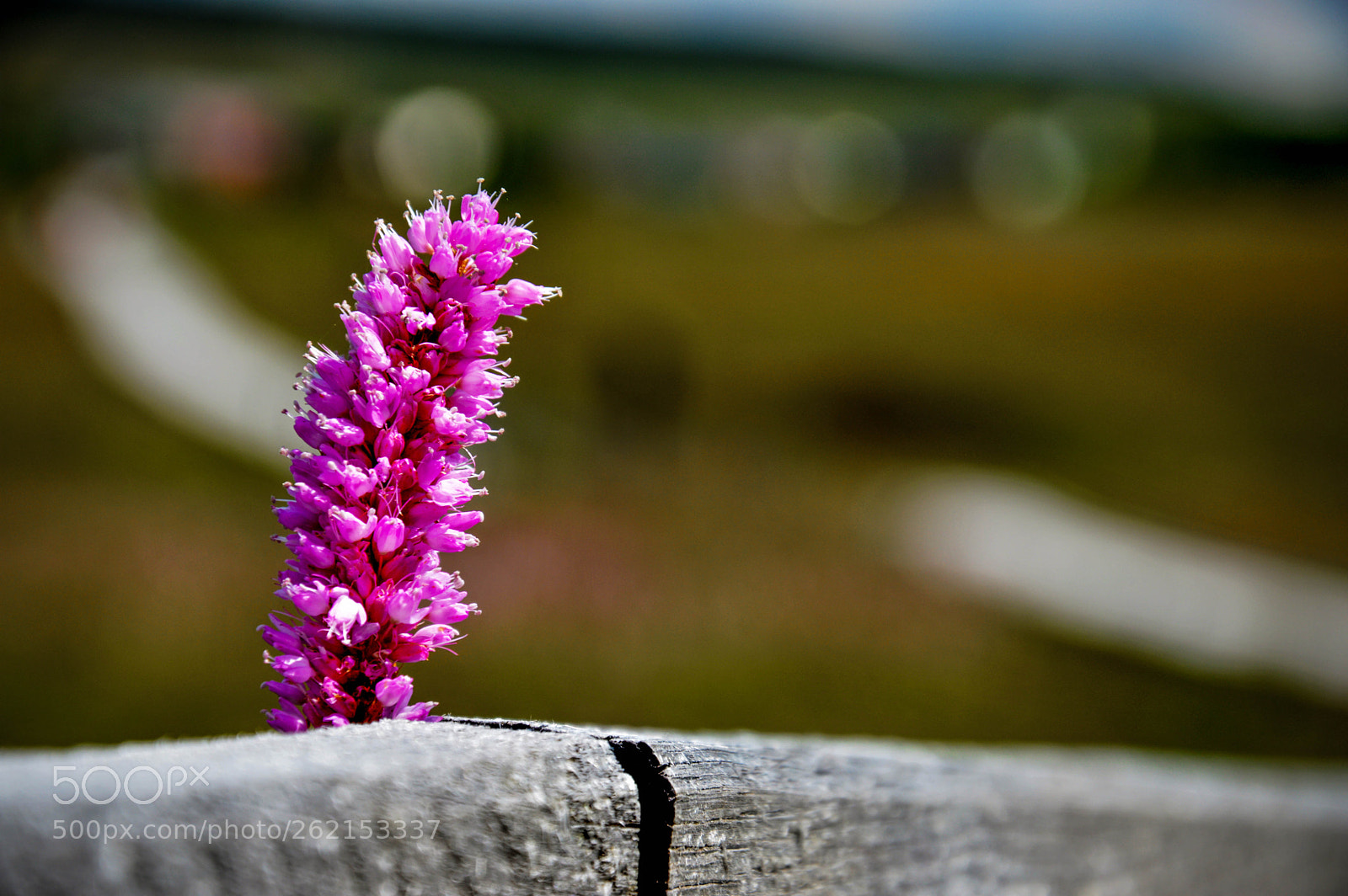 Nikon D3200 sample photo. Pink flower in the photography