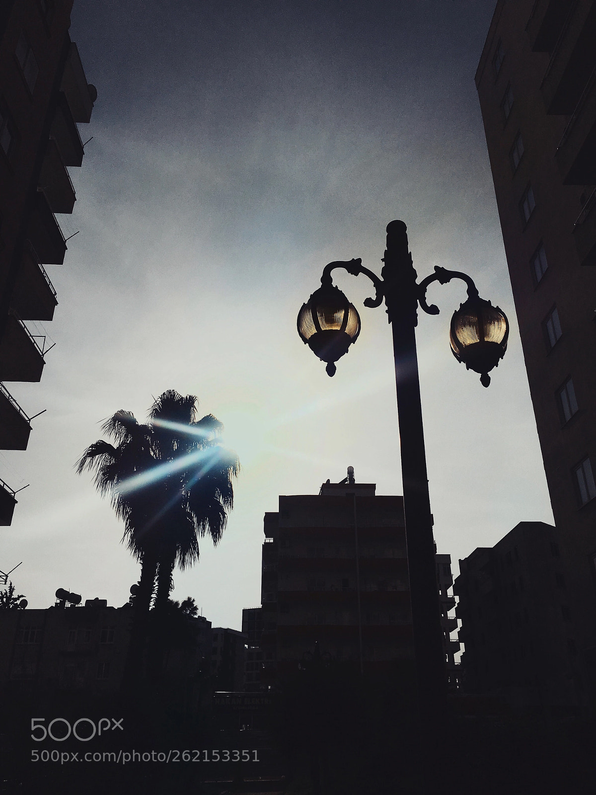 Apple iPhone 6s sample photo. Palm photography