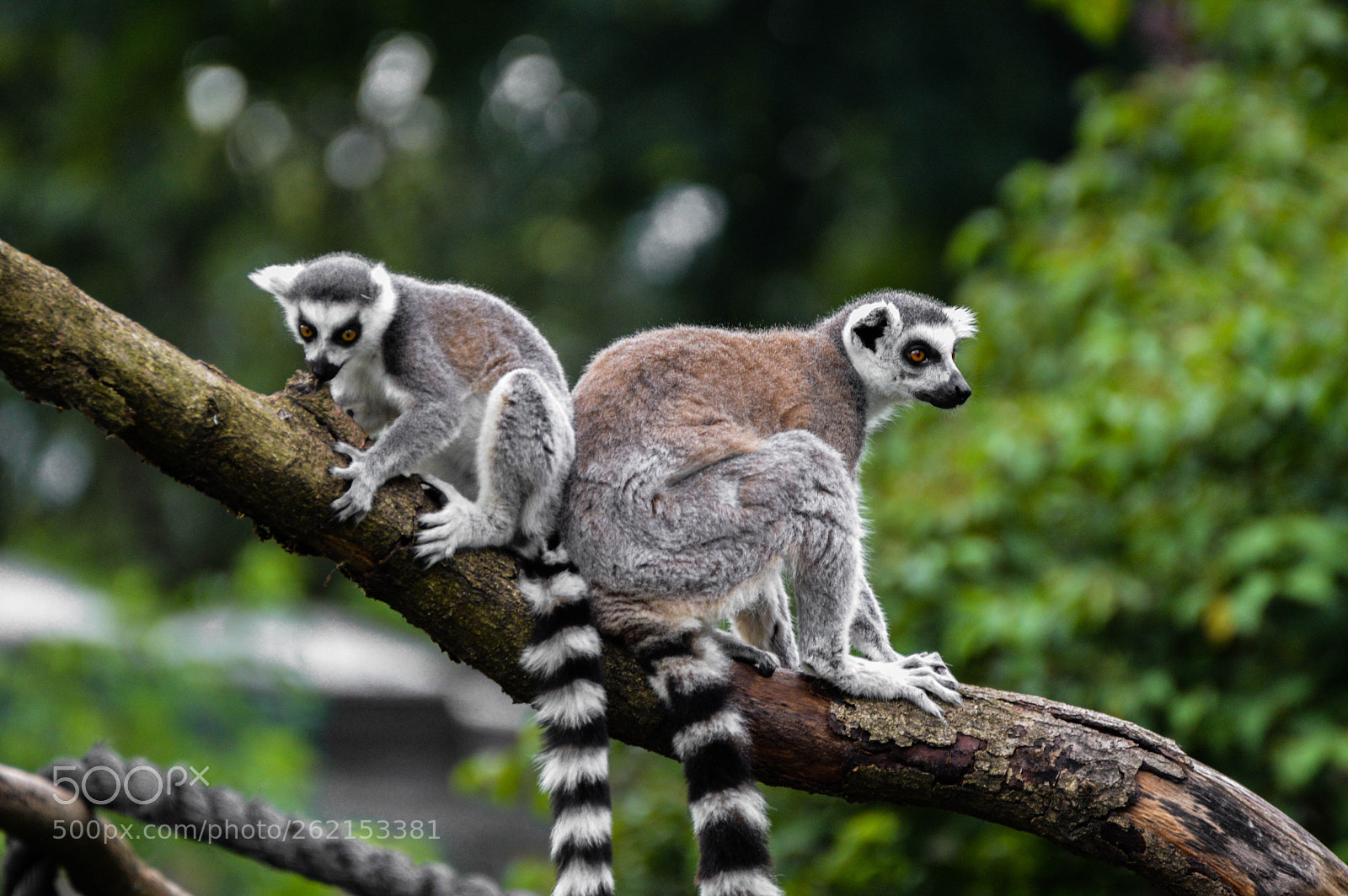 Nikon D3200 sample photo. Two lemurs on the photography