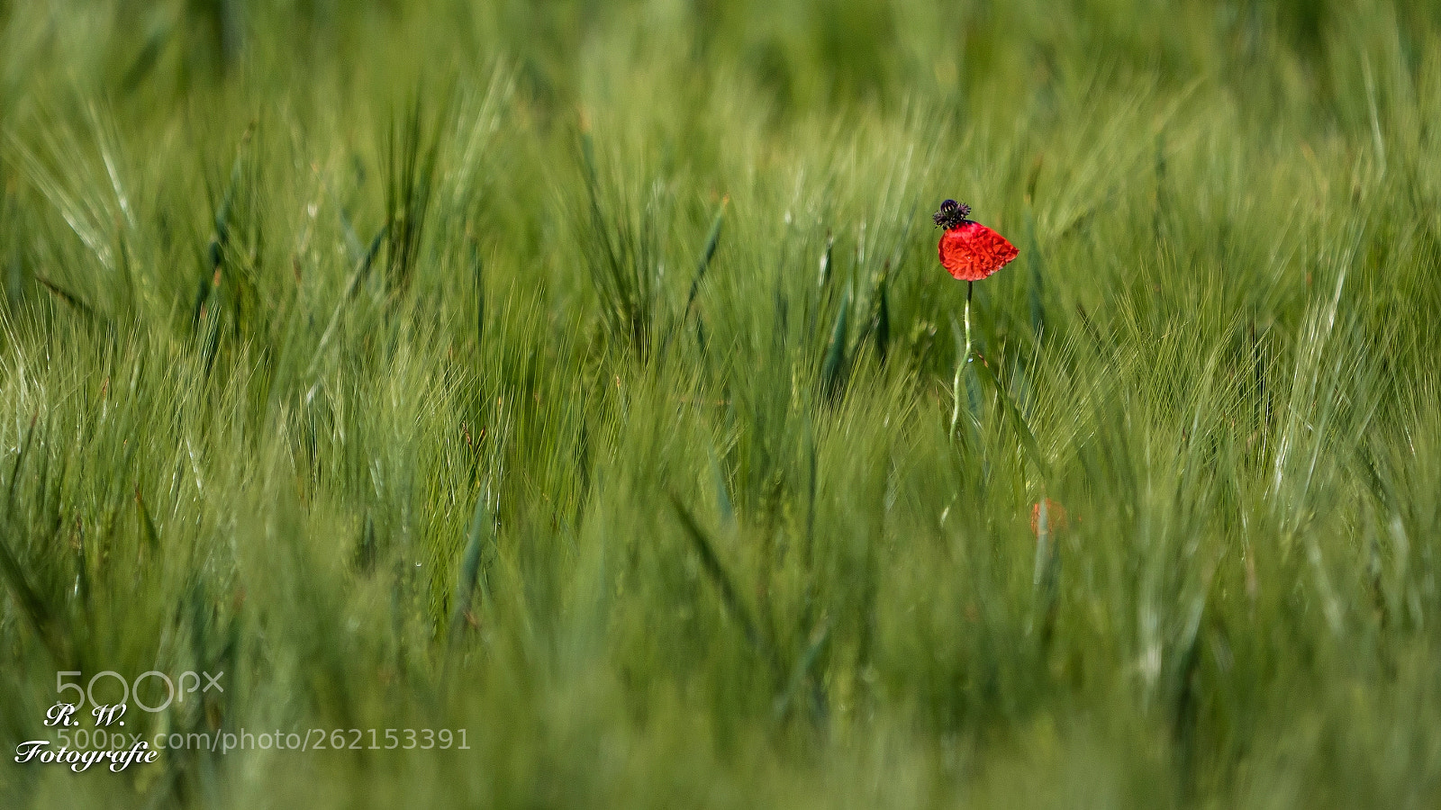 Panasonic Lumix DC-G9 sample photo. Im kornfeld photography