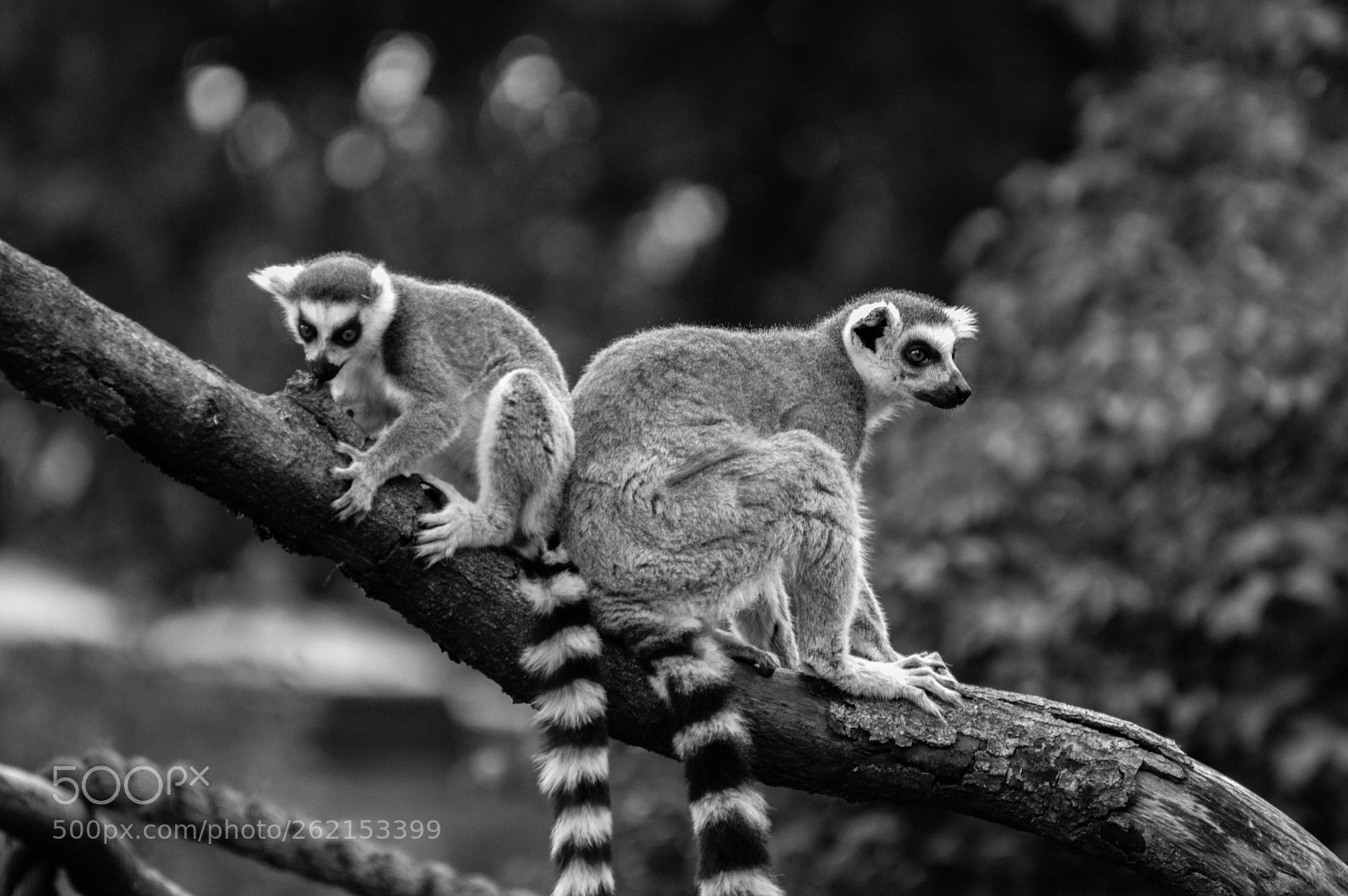 Nikon D3200 sample photo. Two lemurs on the photography