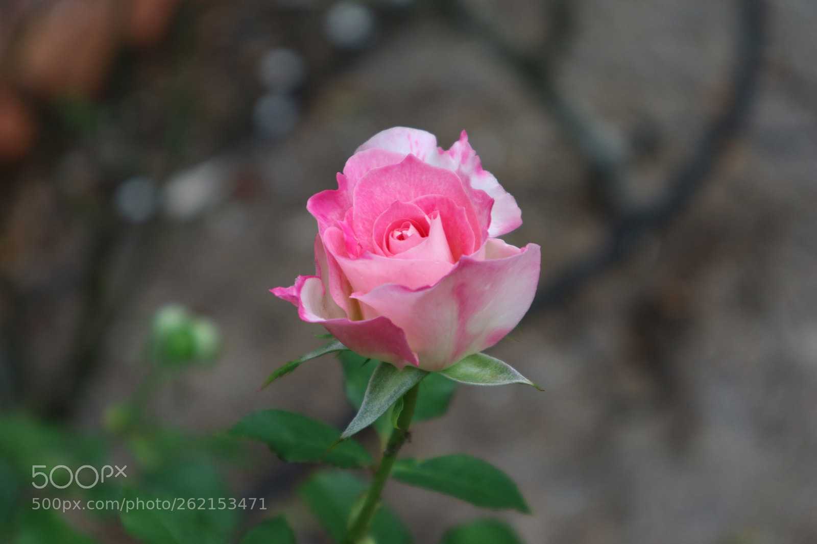 Canon EOS M3 sample photo. Pinky photography