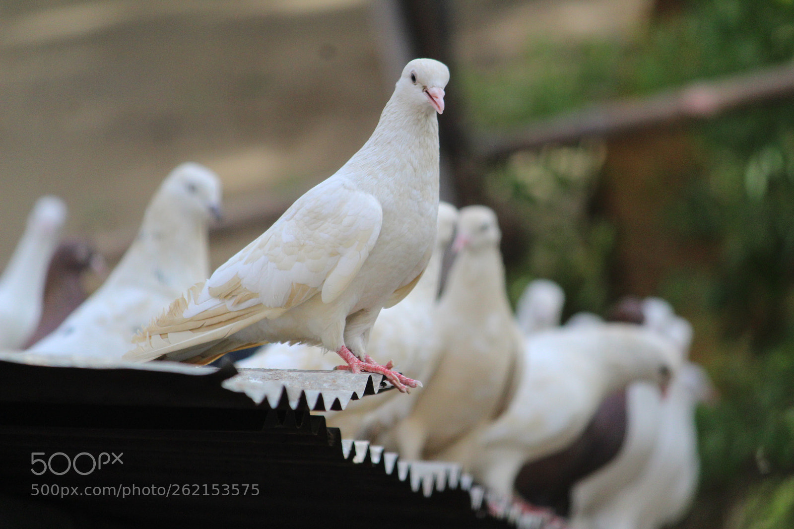Canon EF-S 55-250mm F4-5.6 IS II sample photo. Untitled photography