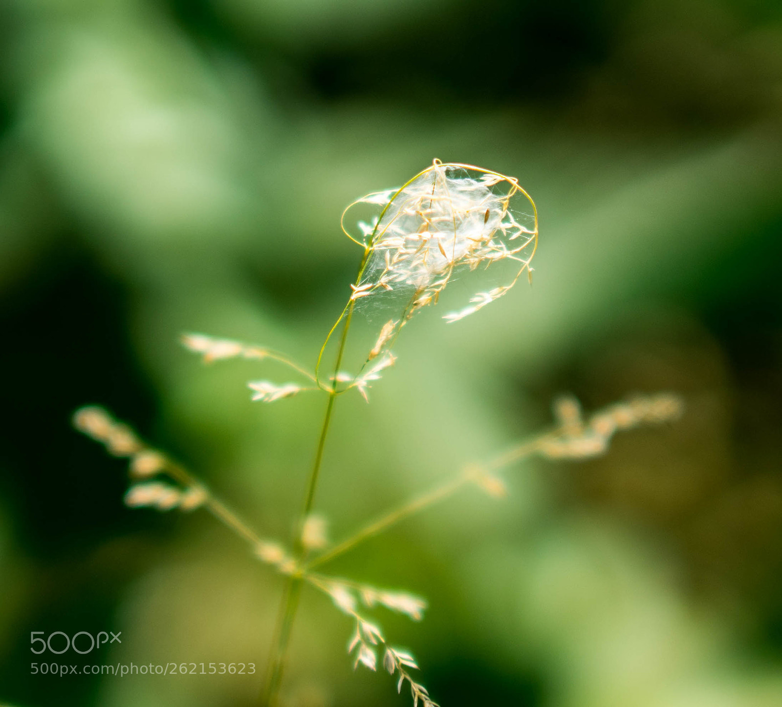 Sony a7 II sample photo. Dsc photography