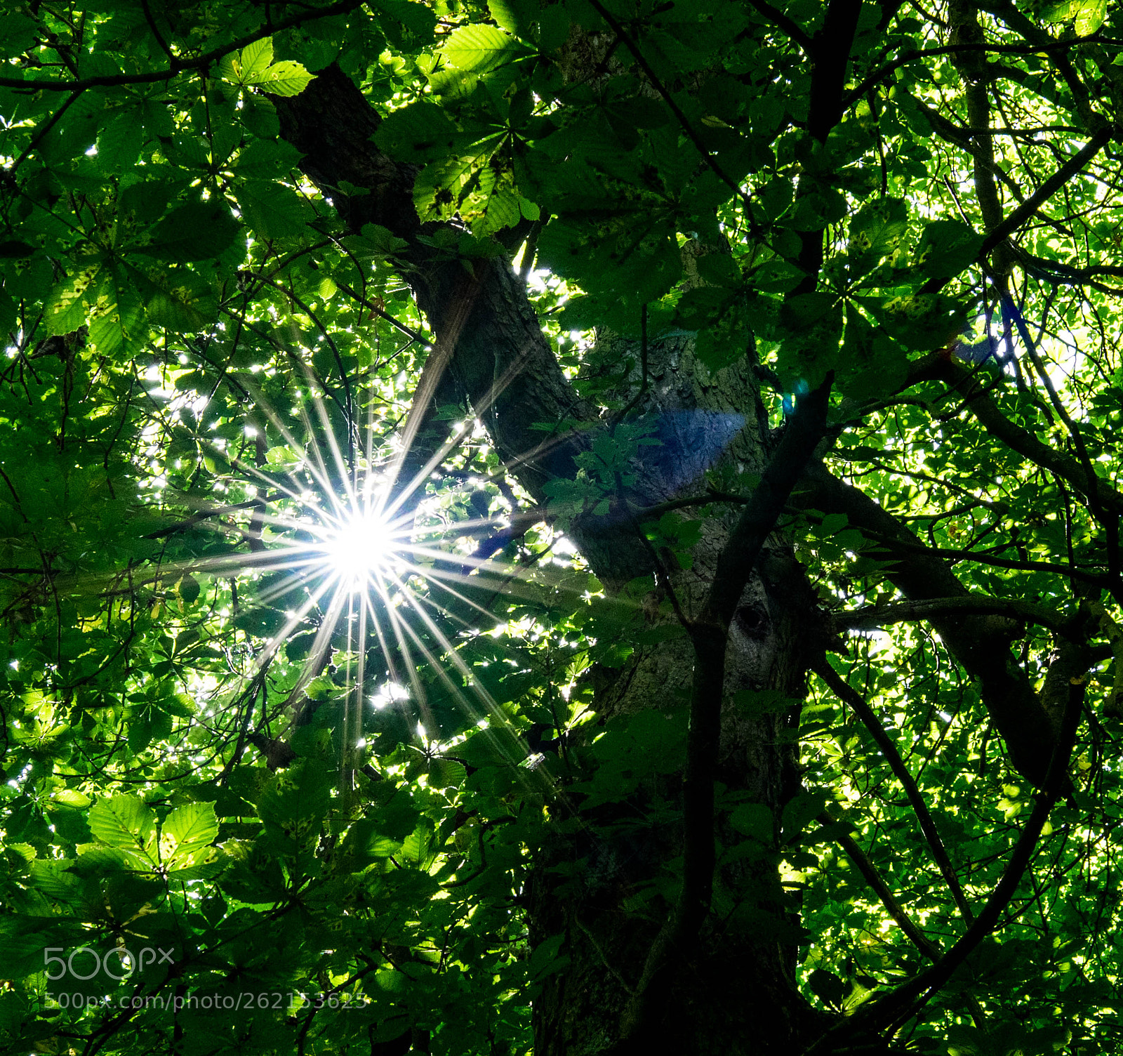 Sony a7 II sample photo. Dsc photography