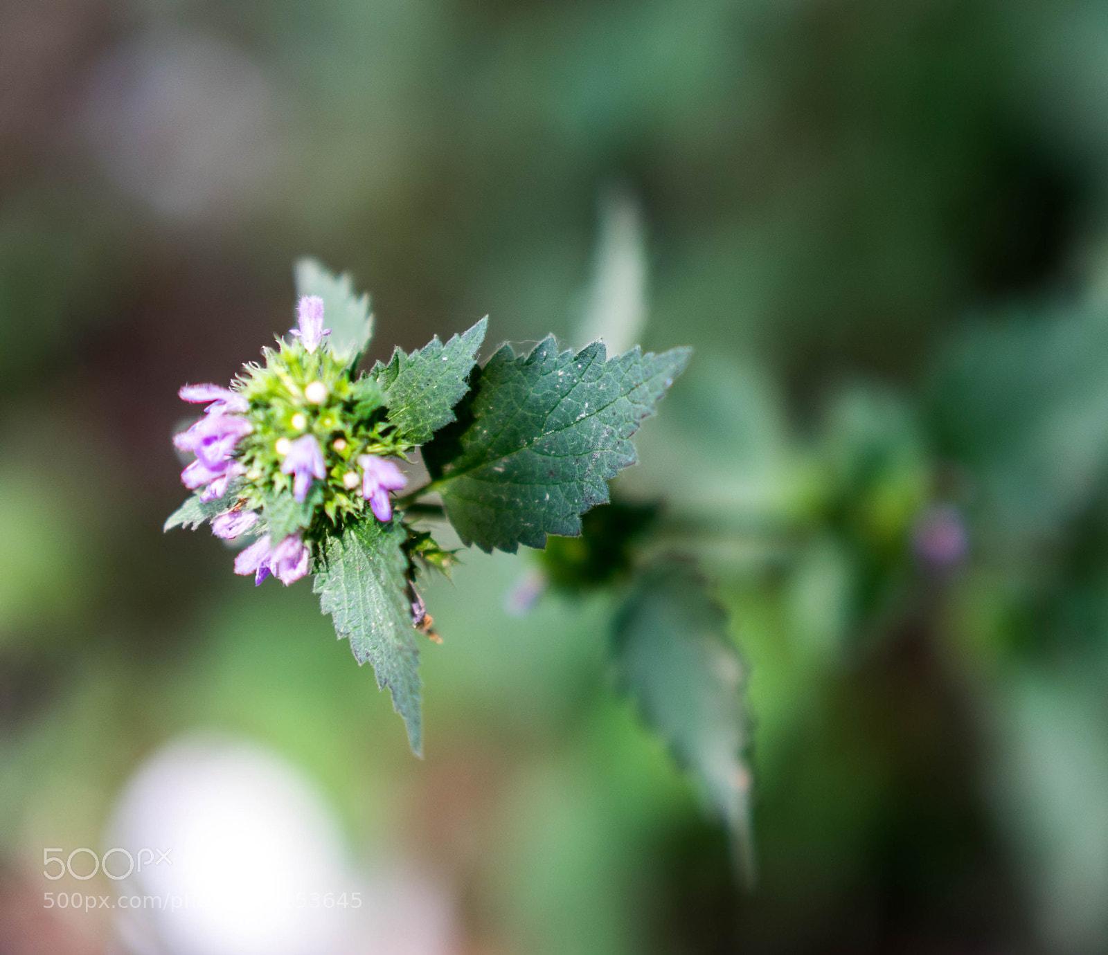 Sony a7 II sample photo. Dsc photography