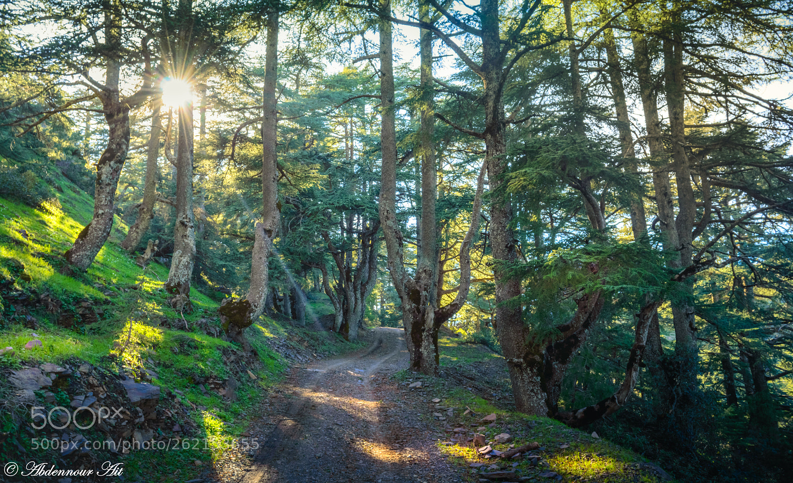 Nikon D3200 sample photo. Path to the forest! photography
