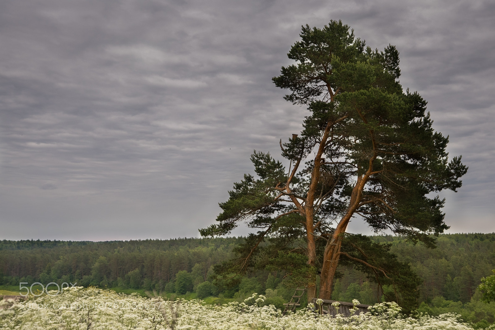 Nikon D750 sample photo. And tree photography