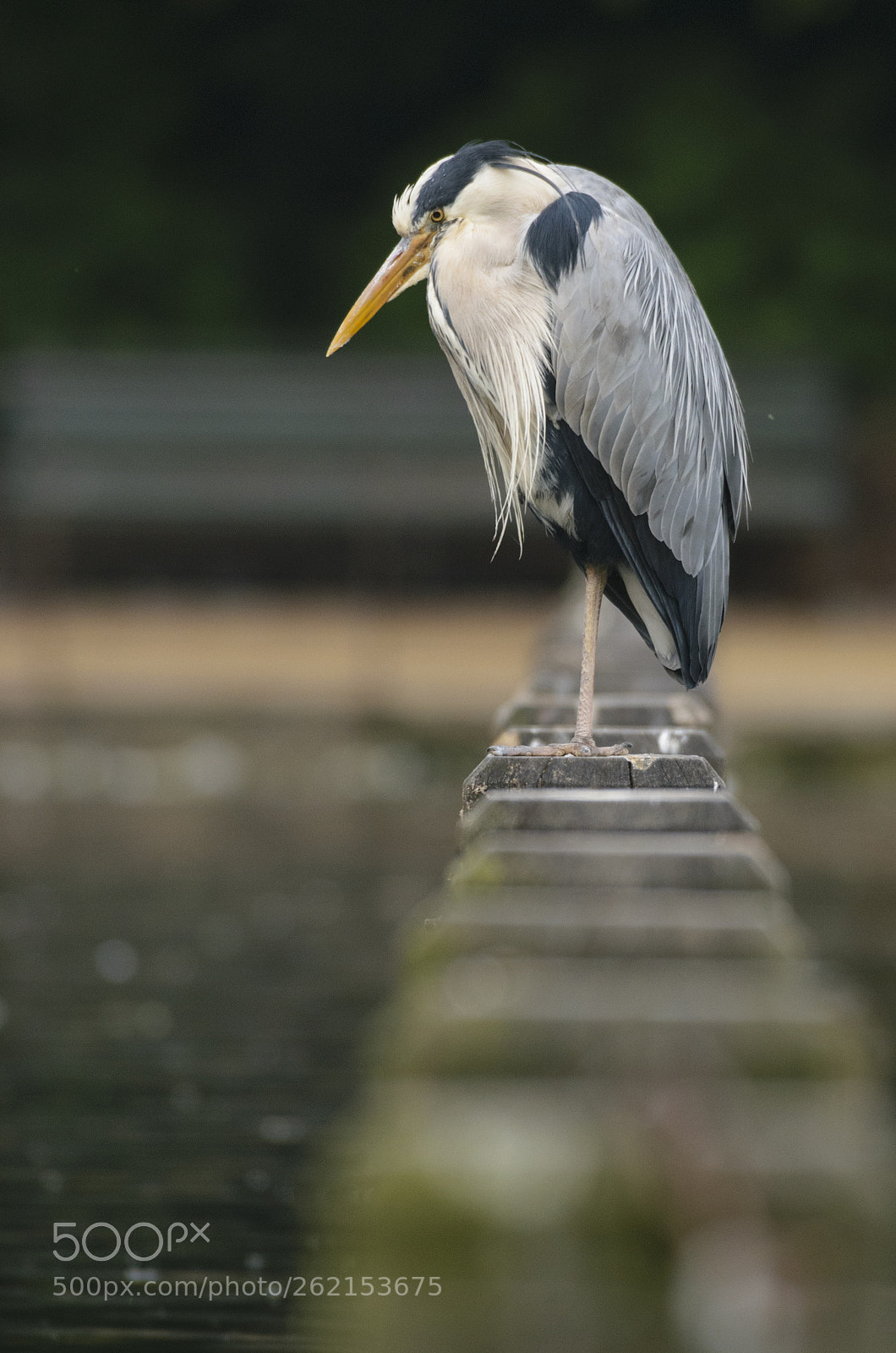 Nikon D3300 sample photo. Grey heron photography