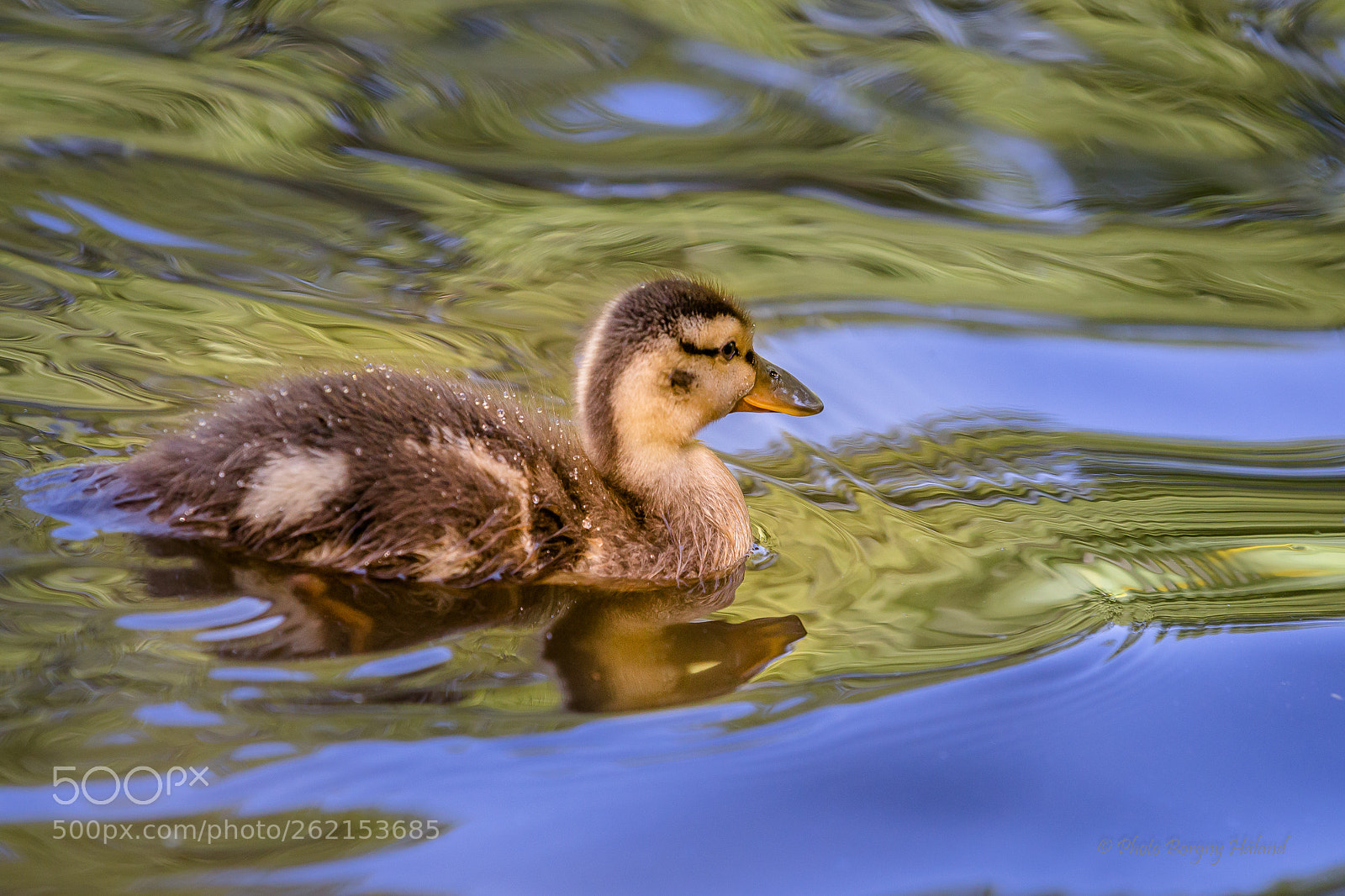 Canon EOS 6D sample photo. A duckling in beautiful photography
