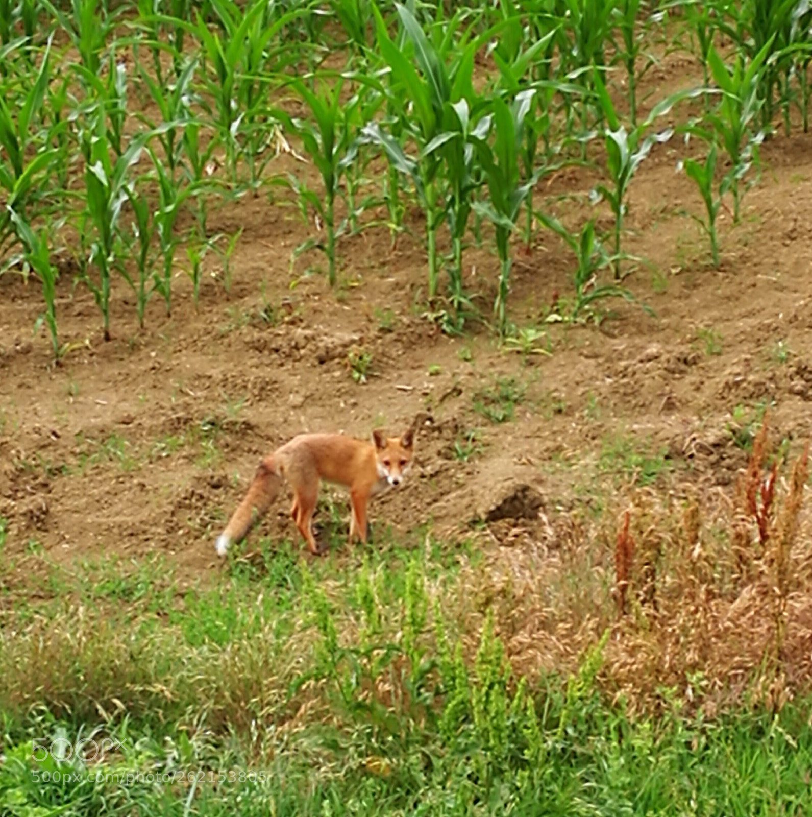 HUAWEI P9 sample photo. Red fox cub photography