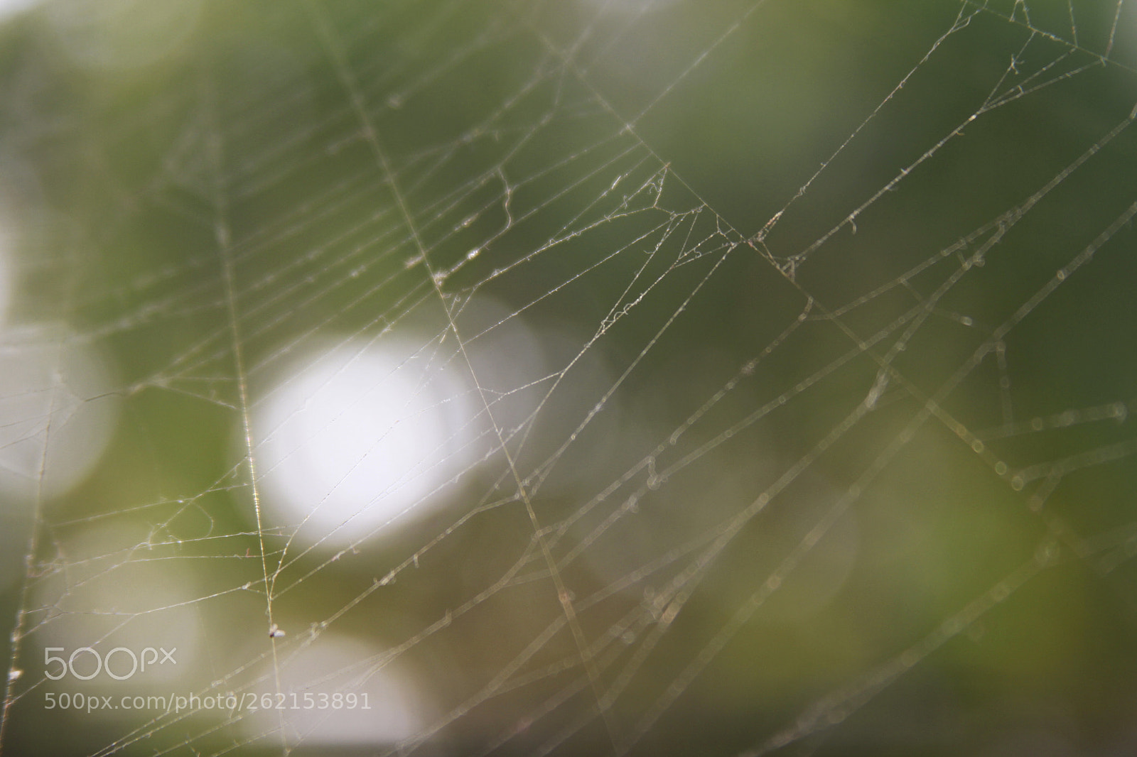 Canon EOS 7D sample photo. Spider photography