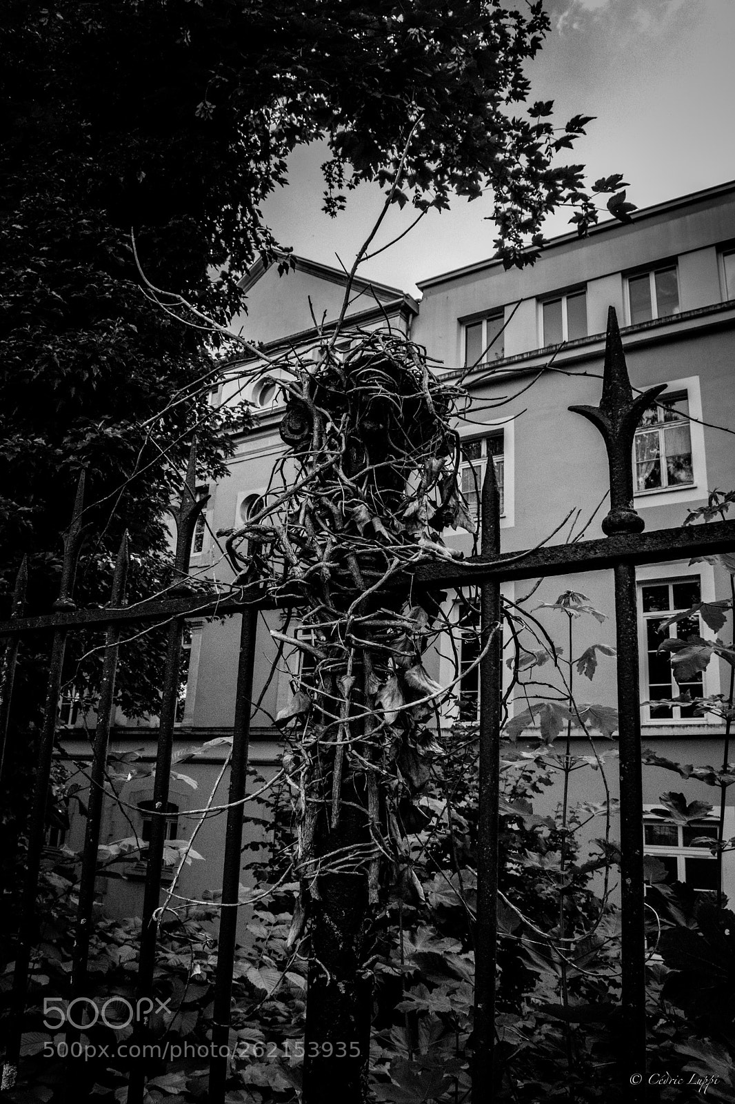 Nikon D5500 sample photo. Creepy vines photography