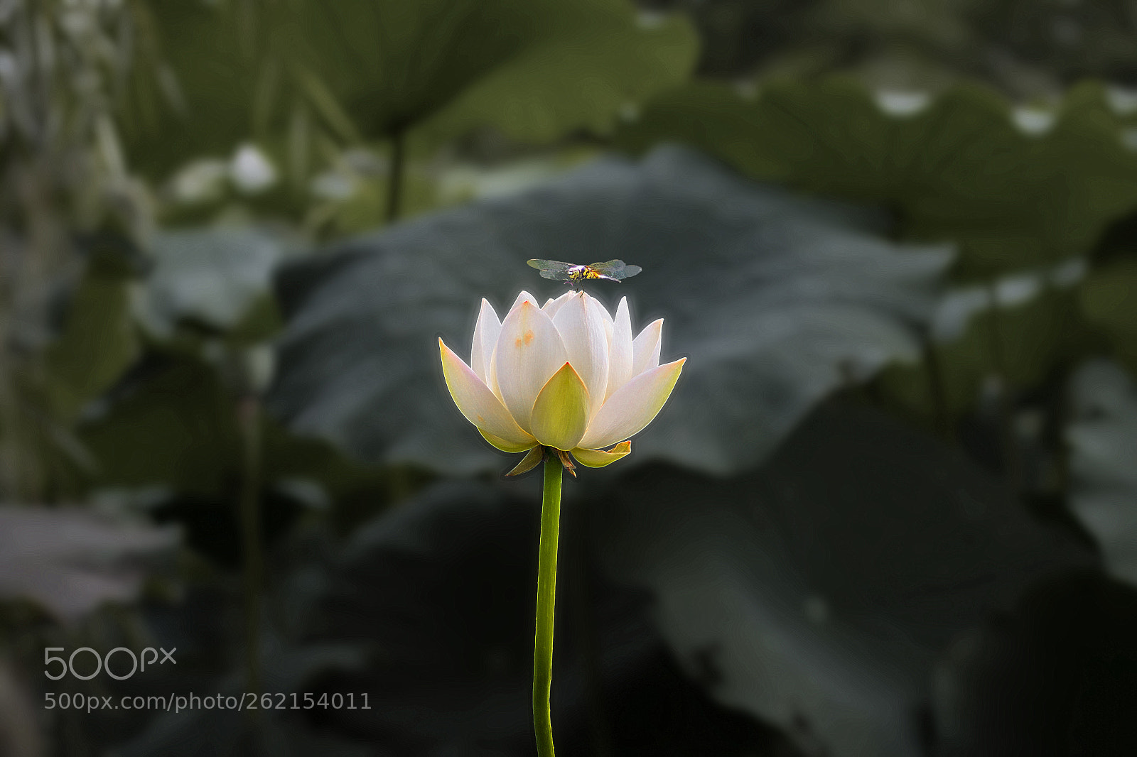 Canon EOS 70D sample photo. Untitled photography