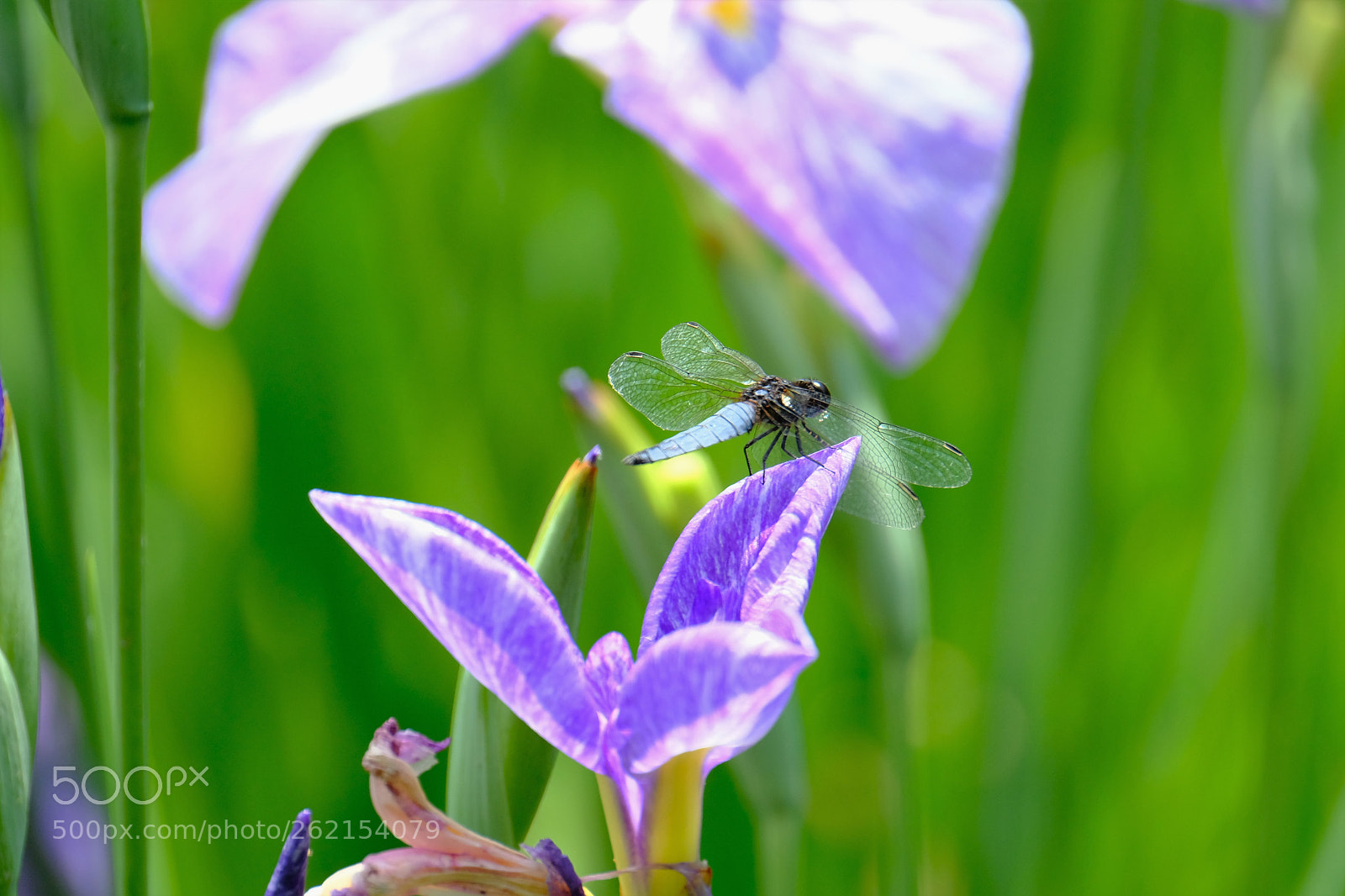 Fujifilm X-T2 sample photo. 梅雨に咲く花たち photography