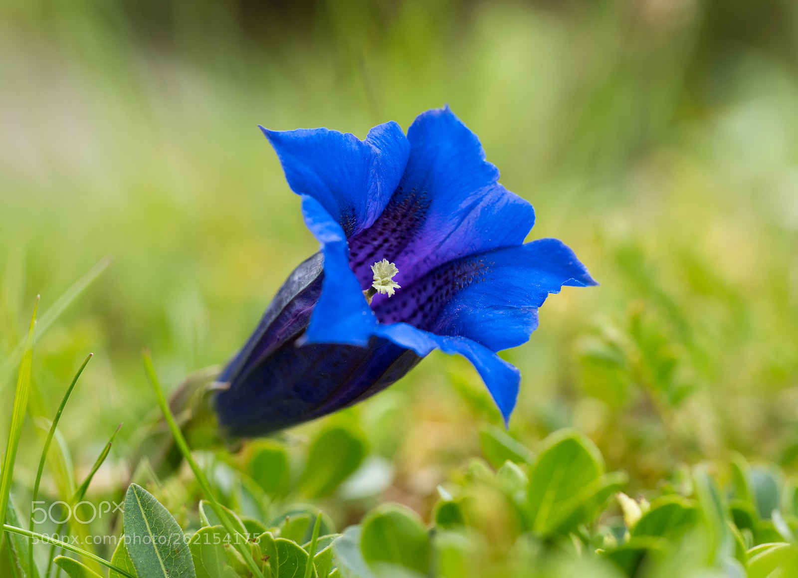 Olympus OM-D E-M1 Mark II sample photo. Gentian photography
