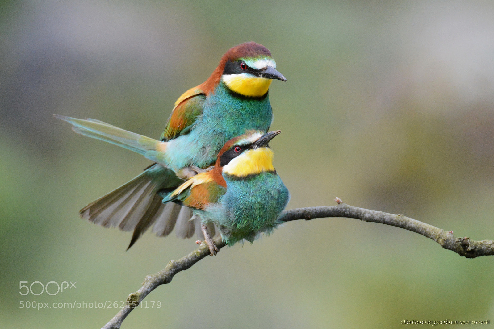 Sigma 150-600mm F5-6.3 DG OS HSM | S sample photo. Copula 1 photography