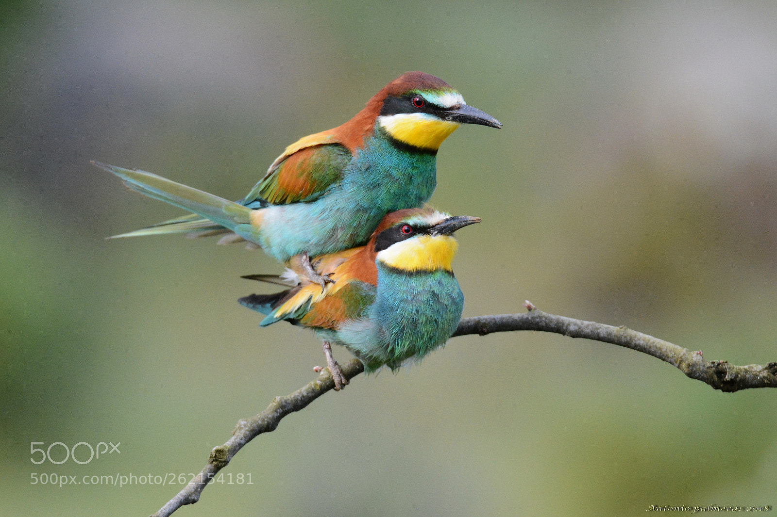Sigma 150-600mm F5-6.3 DG OS HSM | S sample photo. Copula 1 photography
