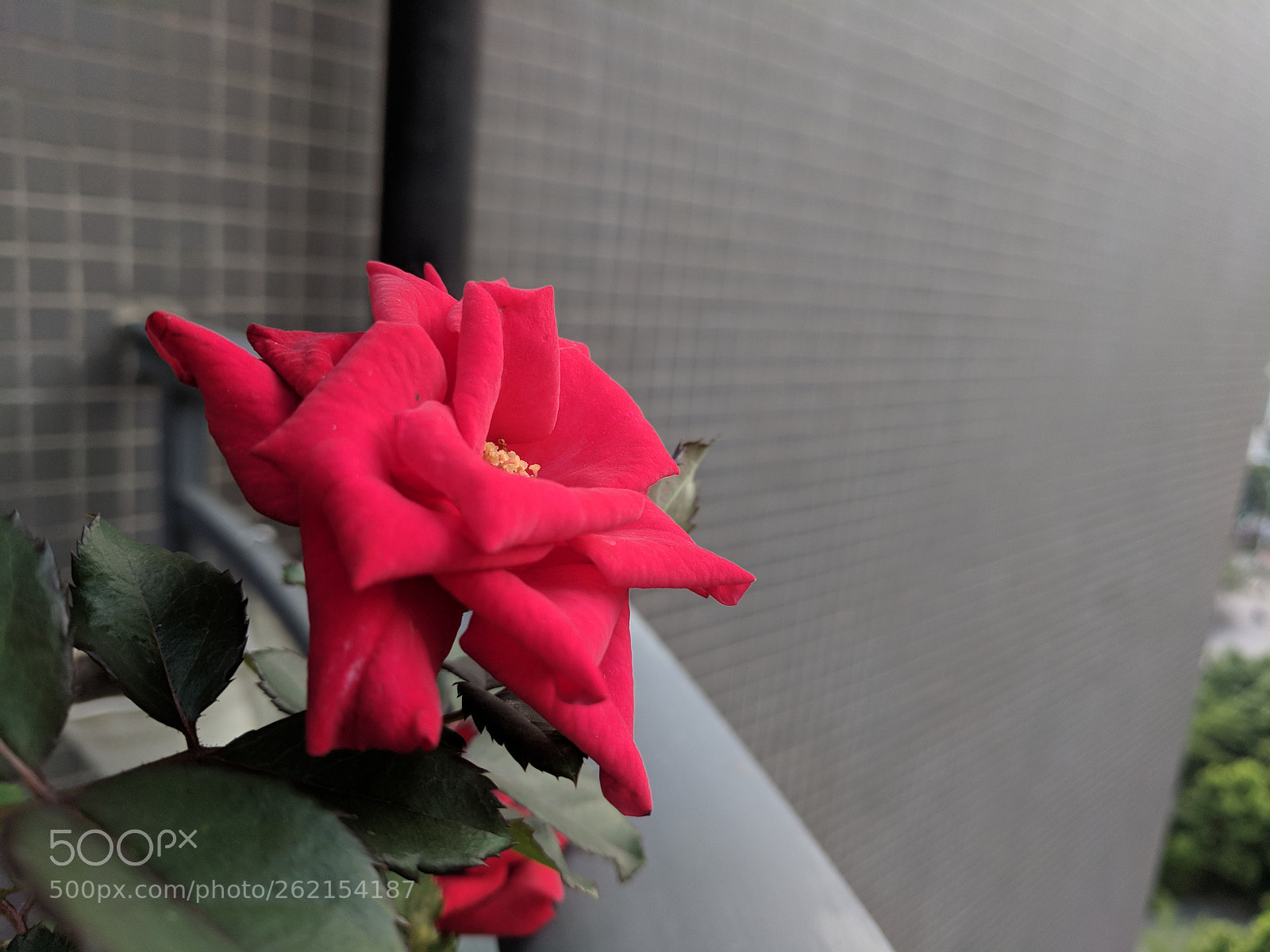 Google Pixel XL sample photo. Untitled photography