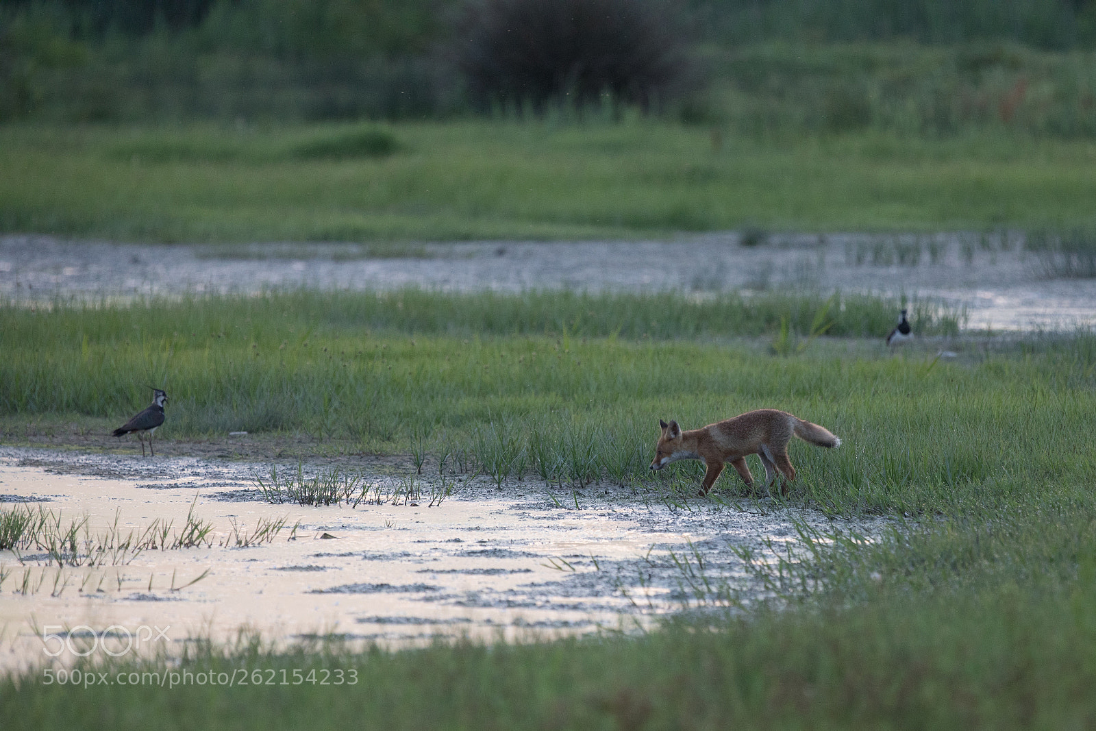 Canon EOS 5D Mark IV sample photo. Wildlife ph photography