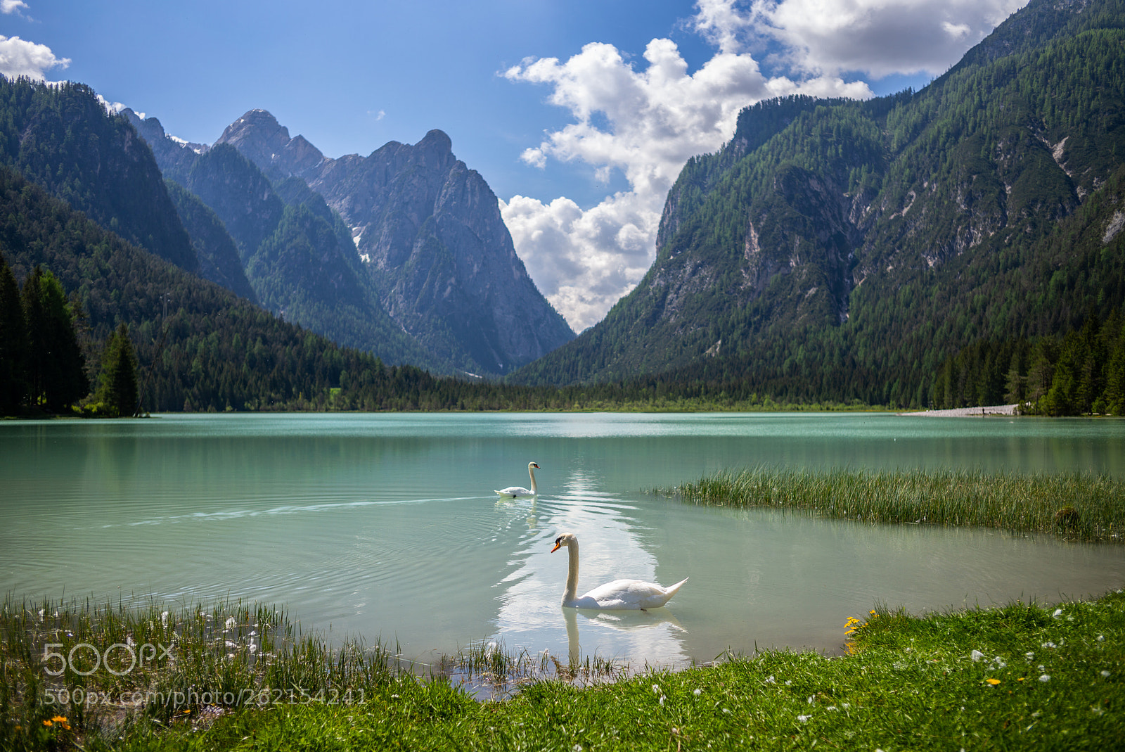 Leica M (Typ 240) sample photo. The swans on the photography