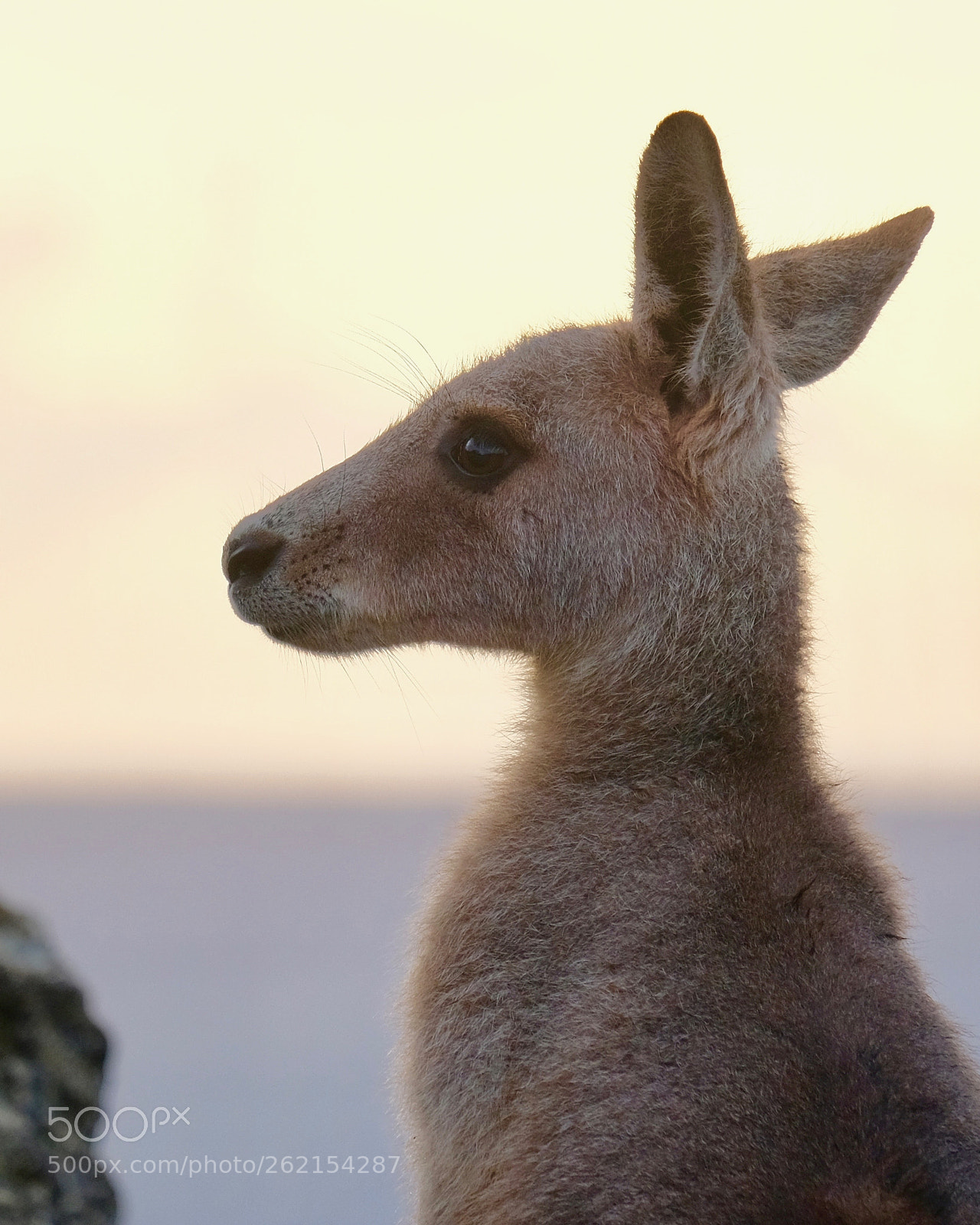 Fujifilm X-E3 sample photo. Kangaroo sunrise photography