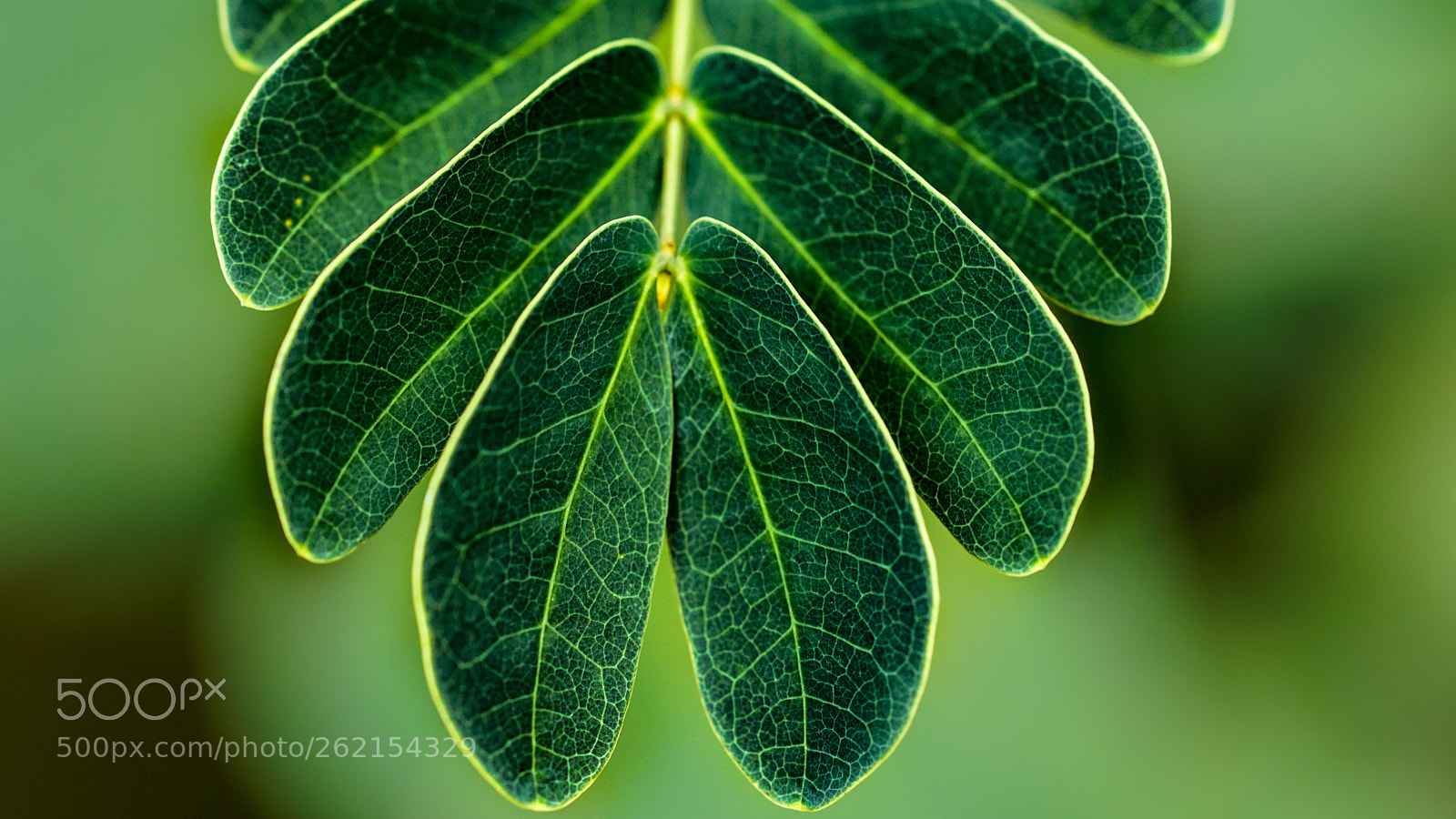 Sony a6500 sample photo. Leaf vein photography