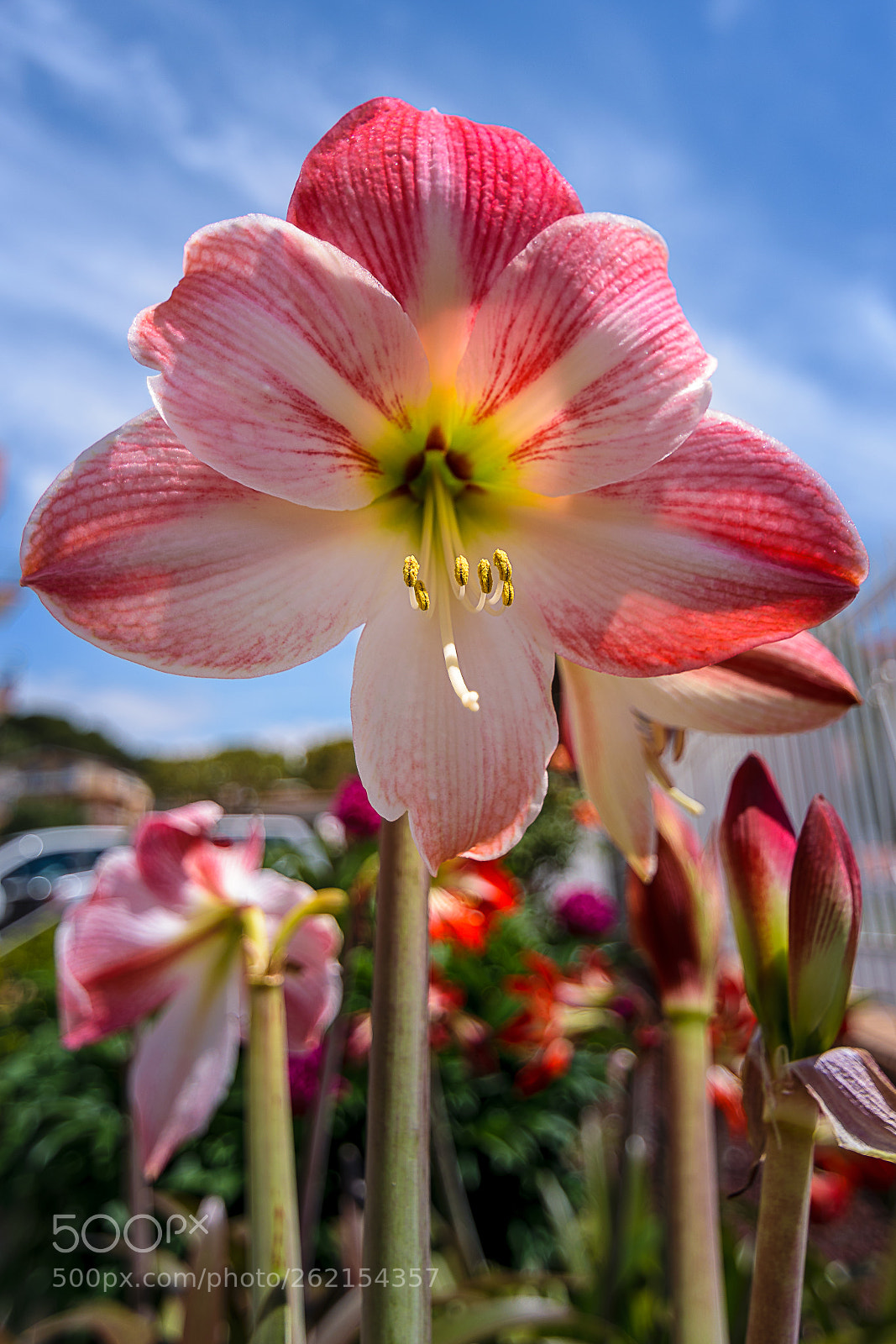 Nikon D5300 sample photo. Flower power photography