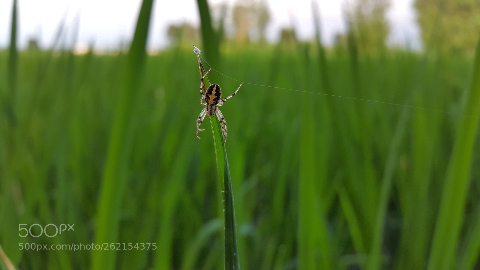 Samsung Galaxy S5 sample photo. Vishart.jpg photography