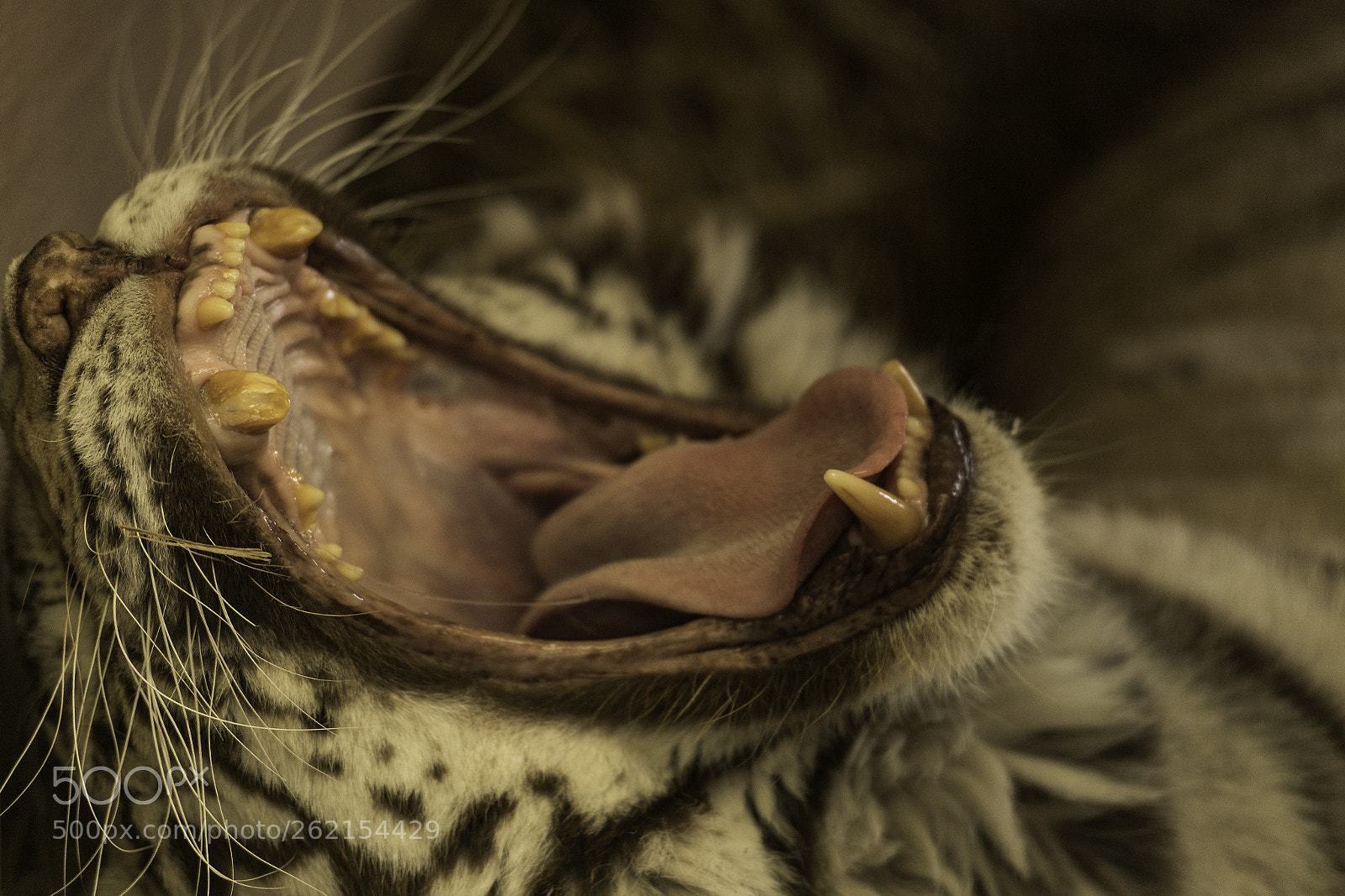 Nikon D5 sample photo. Yawn photography