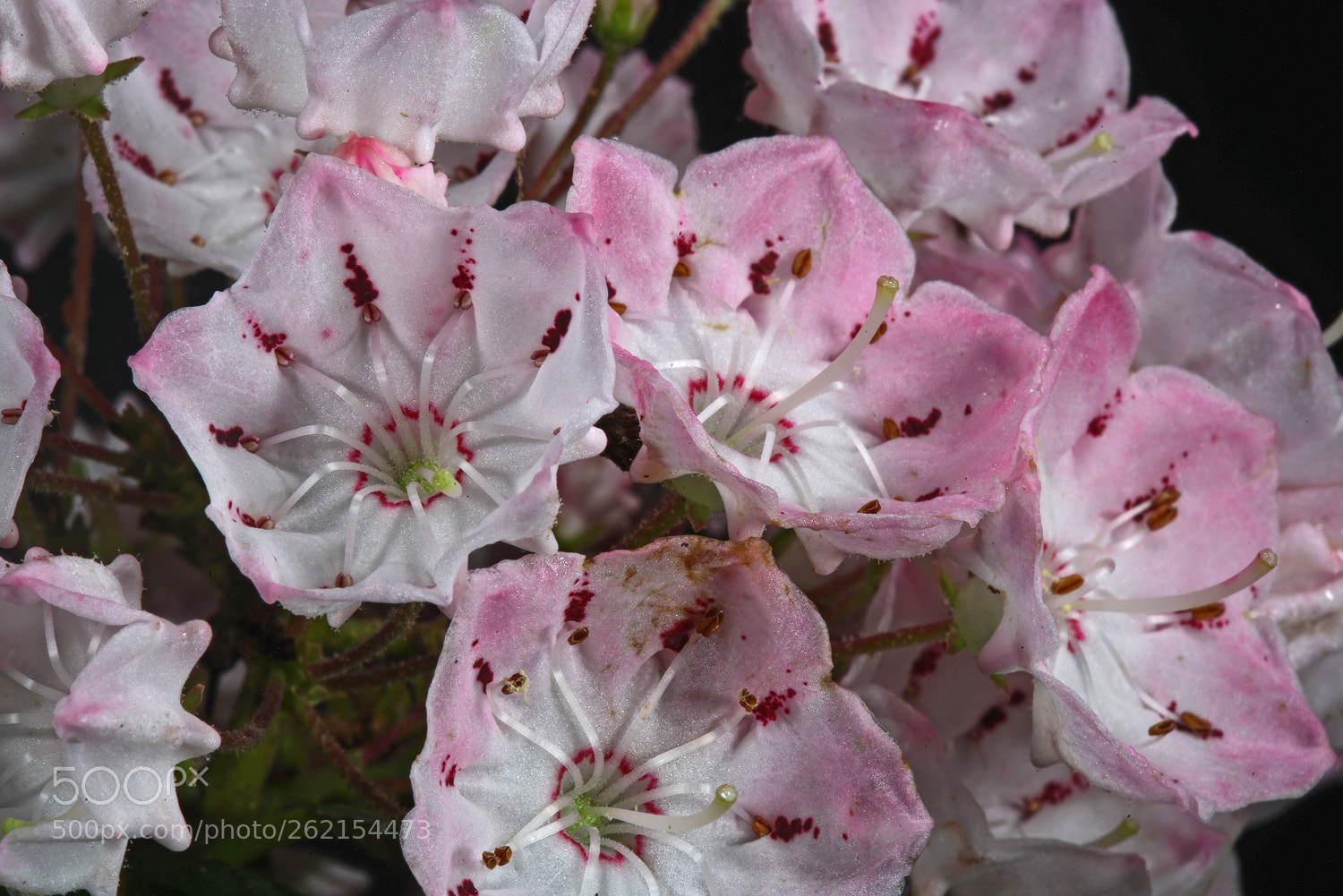 Sony a7R II sample photo. Blushing mountain laurel photography