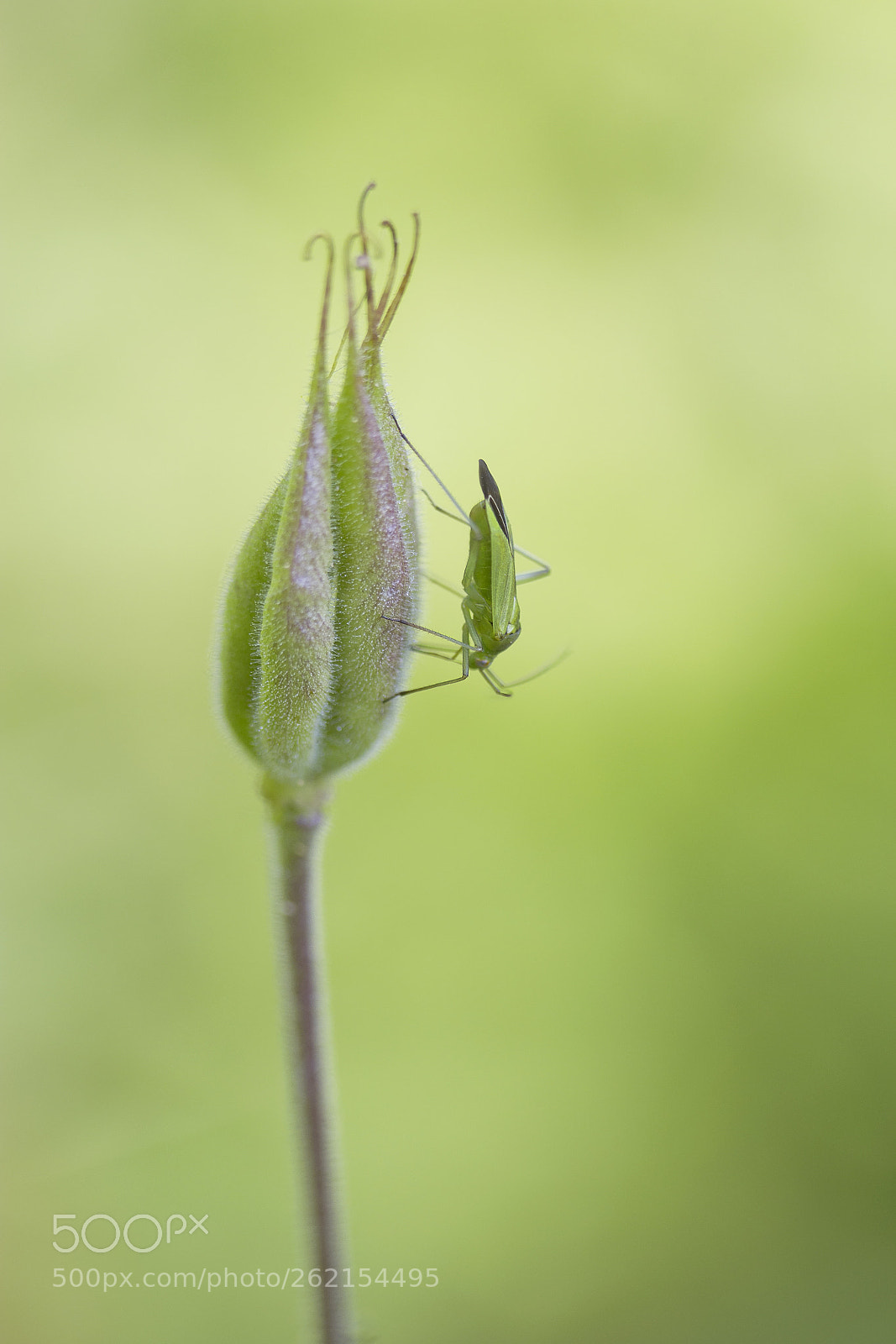 Canon EOS 60D sample photo. Gr ne distelwanze calocoris photography