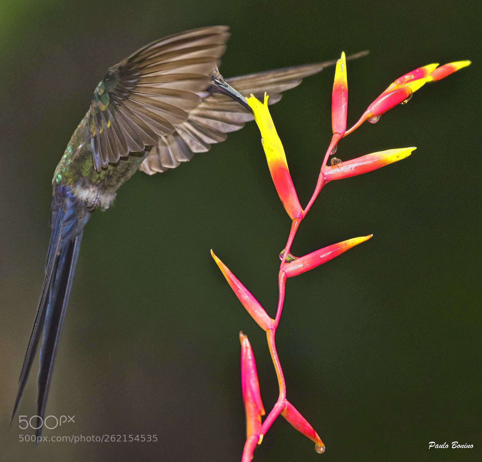 Nikon D810 sample photo. Eupetomena and bromelia flowers photography