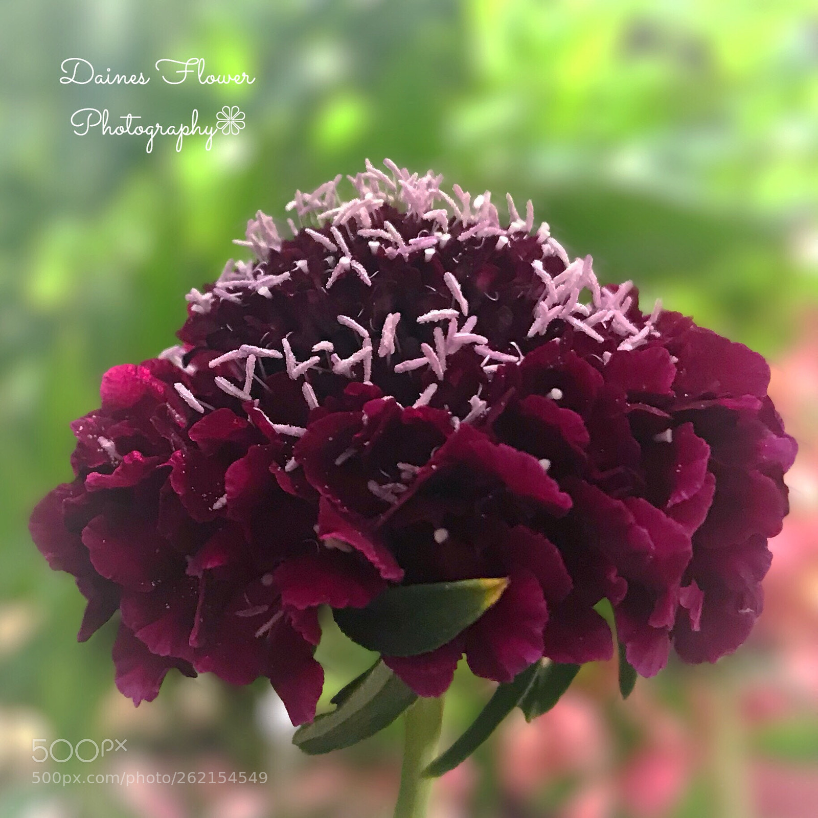 Apple iPhone 7 Plus sample photo. Merlot red scabiosa, pincushion photography