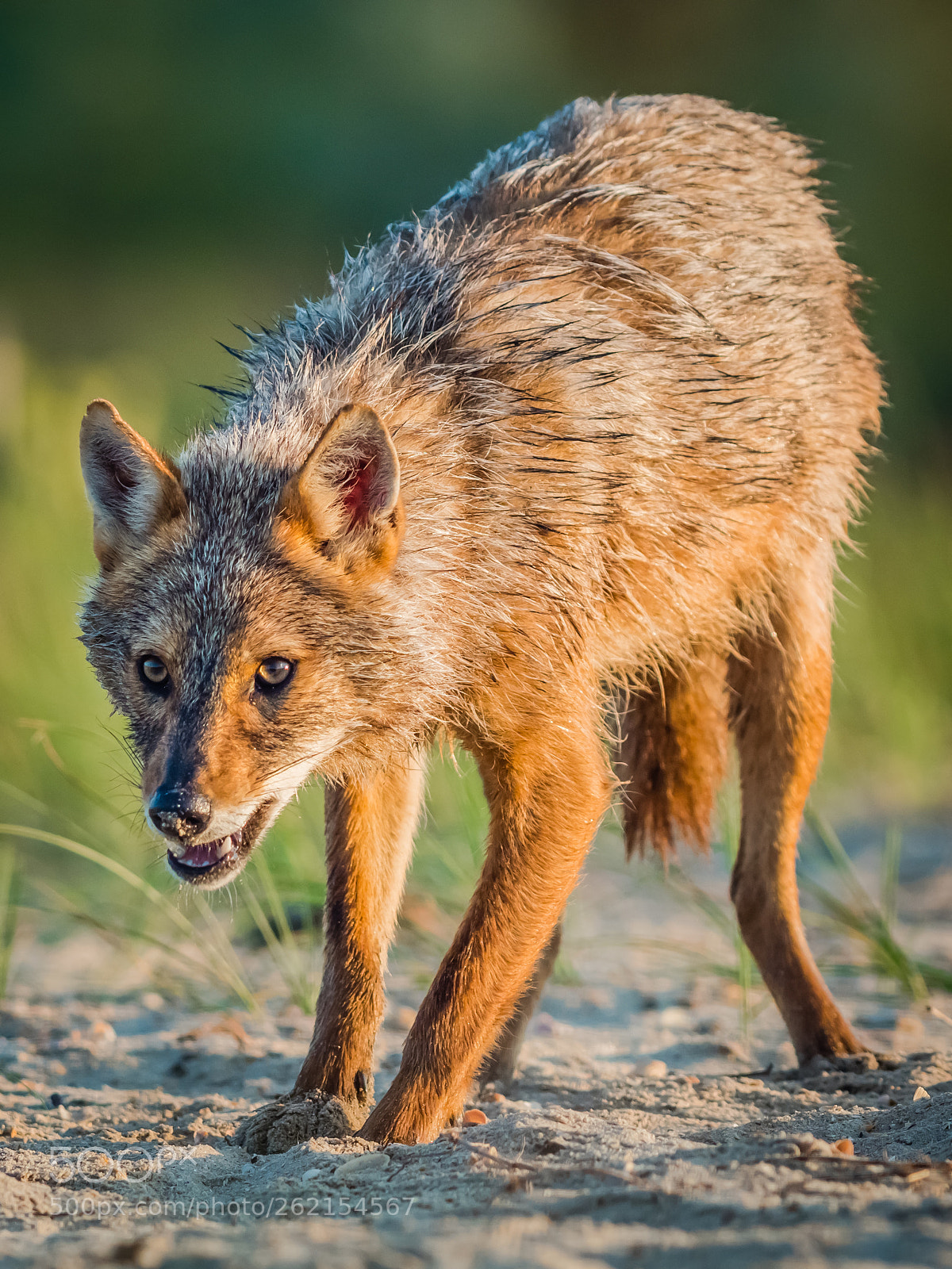 Olympus OM-D E-M1 Mark II sample photo. Jackal #3 photography