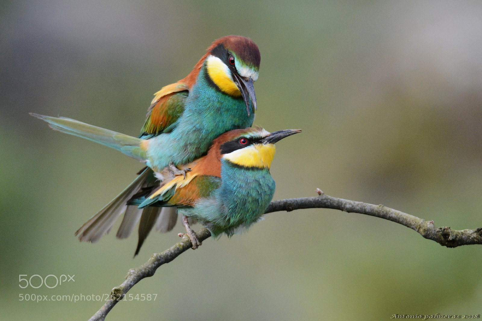 Sigma 150-600mm F5-6.3 DG OS HSM | S sample photo. Copula 1 photography