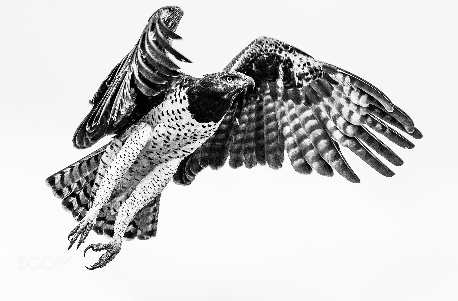 Sony a7R III sample photo. Martial eagle in black photography