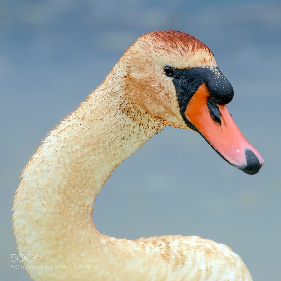 Nikon D7000 sample photo. Swan male photography