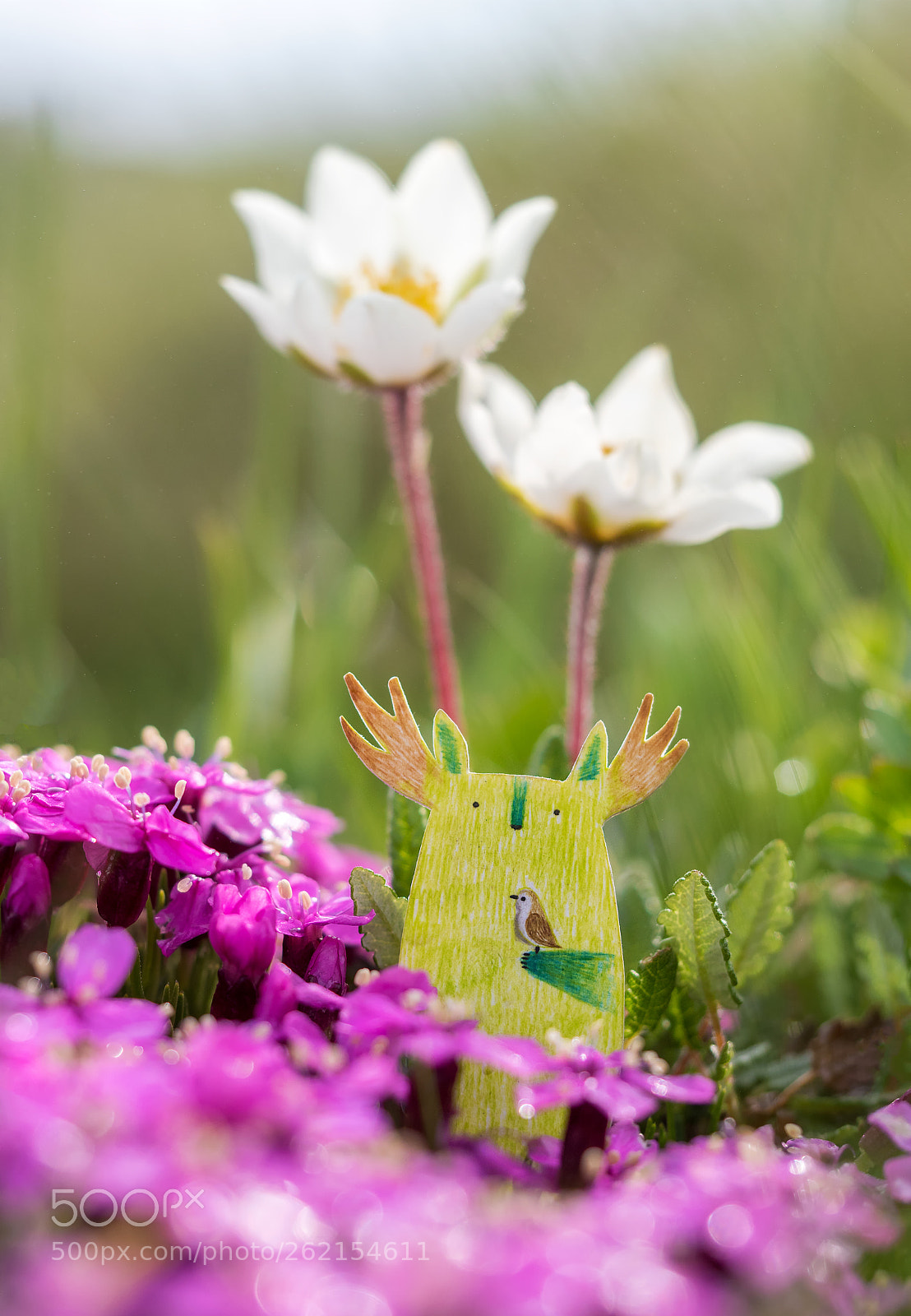 Olympus OM-D E-M1 Mark II sample photo. Spring tukoni photography