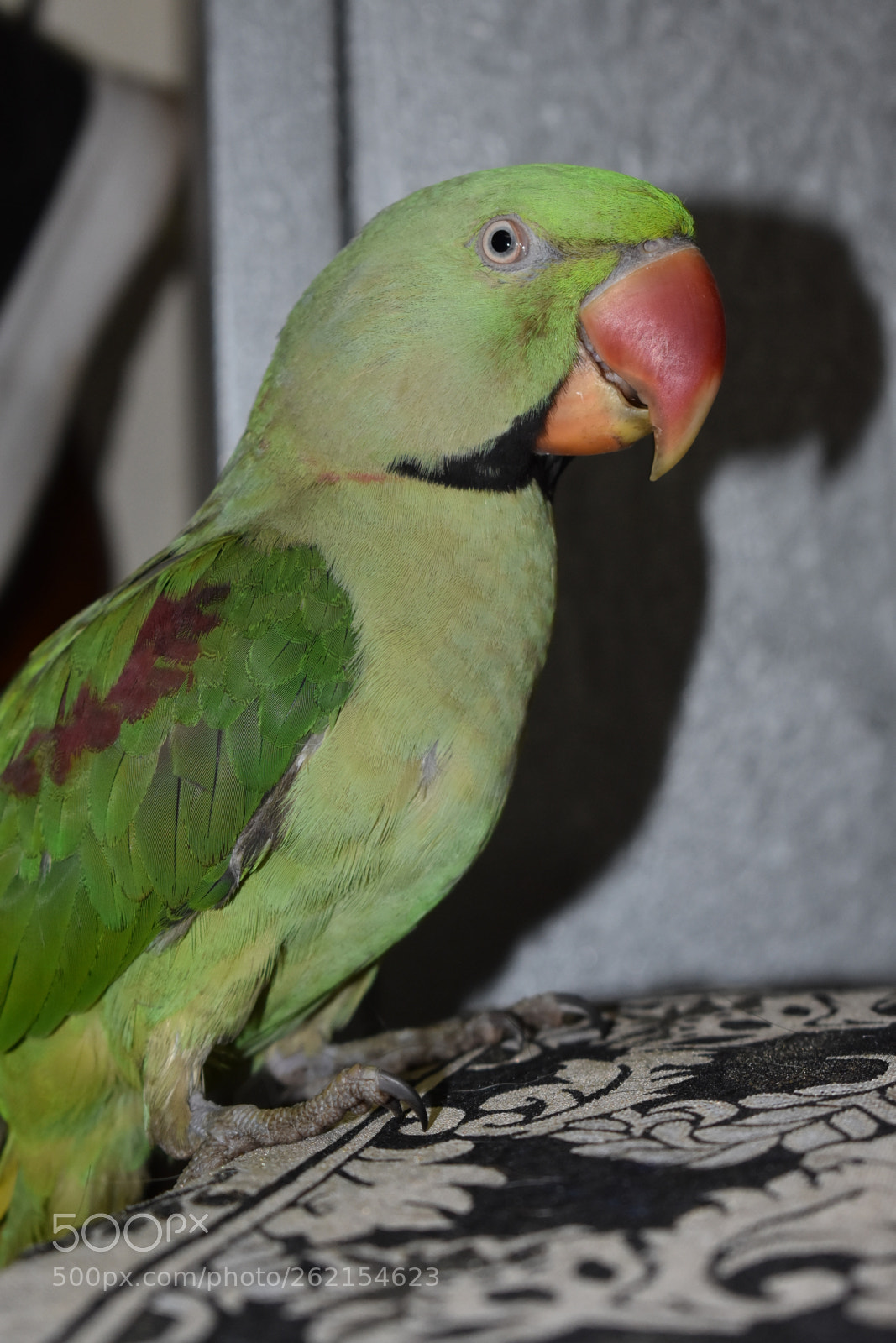 Nikon D3400 sample photo. My parrot photography
