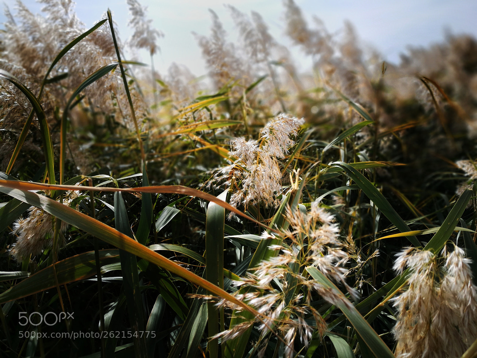HUAWEI P9 sample photo. 秋风 photography