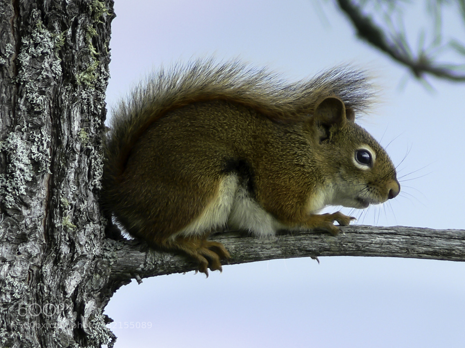 Panasonic DMC-FZ30 sample photo. Red squirrel photography