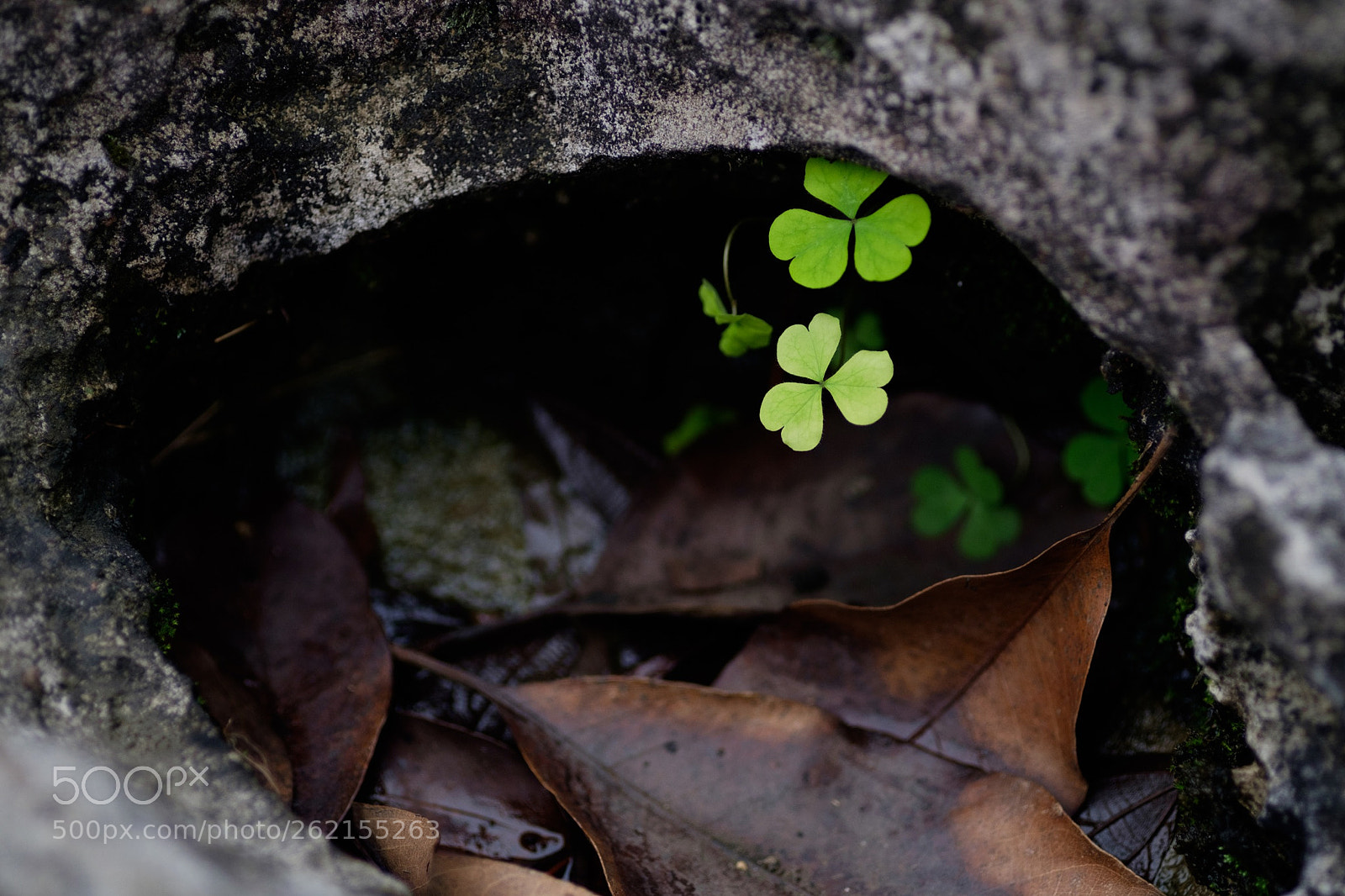 Fujifilm X-T1 sample photo. 偷偷的凝望你 photography