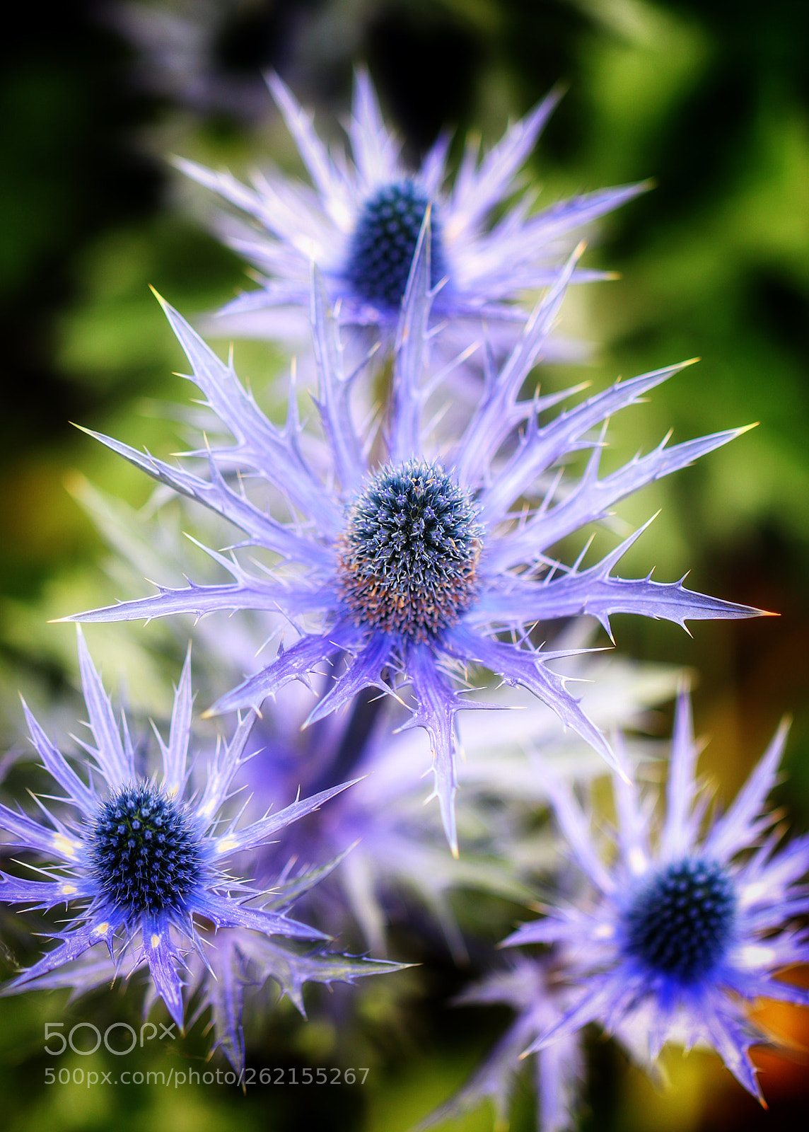 Canon EOS 800D (EOS Rebel T7i / EOS Kiss X9i) sample photo. Spiky blue photography