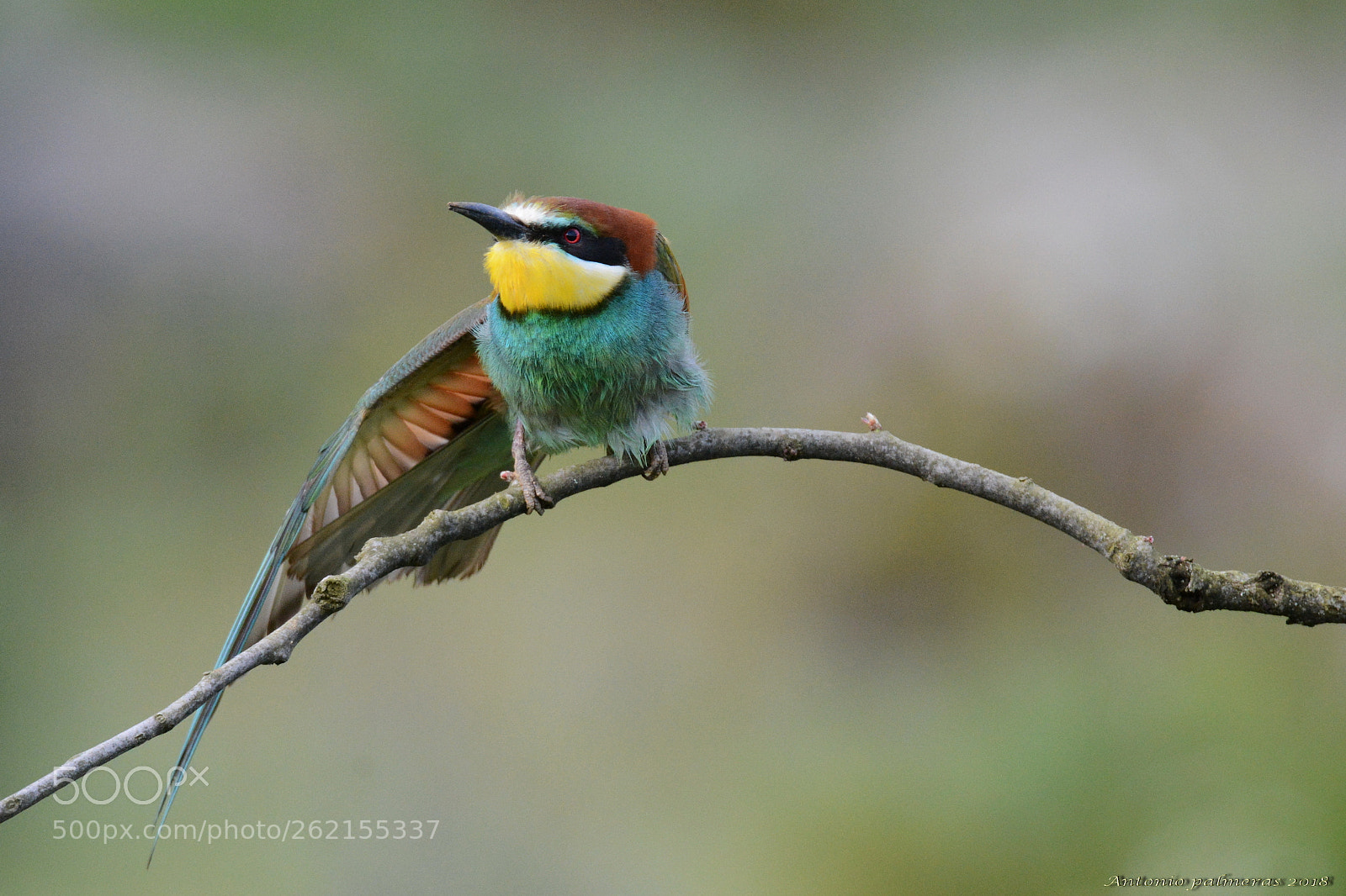 Sigma 150-600mm F5-6.3 DG OS HSM | S sample photo. Copula 1 photography