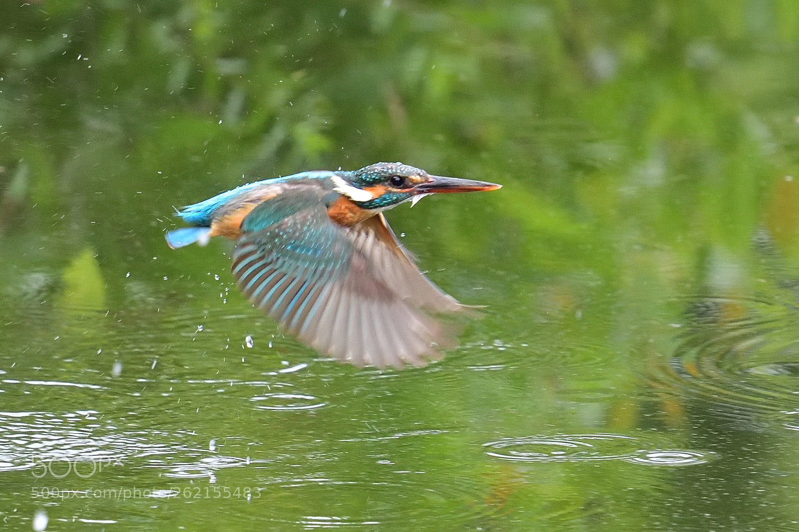 Nikon Nikkor AF-S 300mm F4E PF ED VR sample photo. Kingfisher 翡翠 カワセミ photography