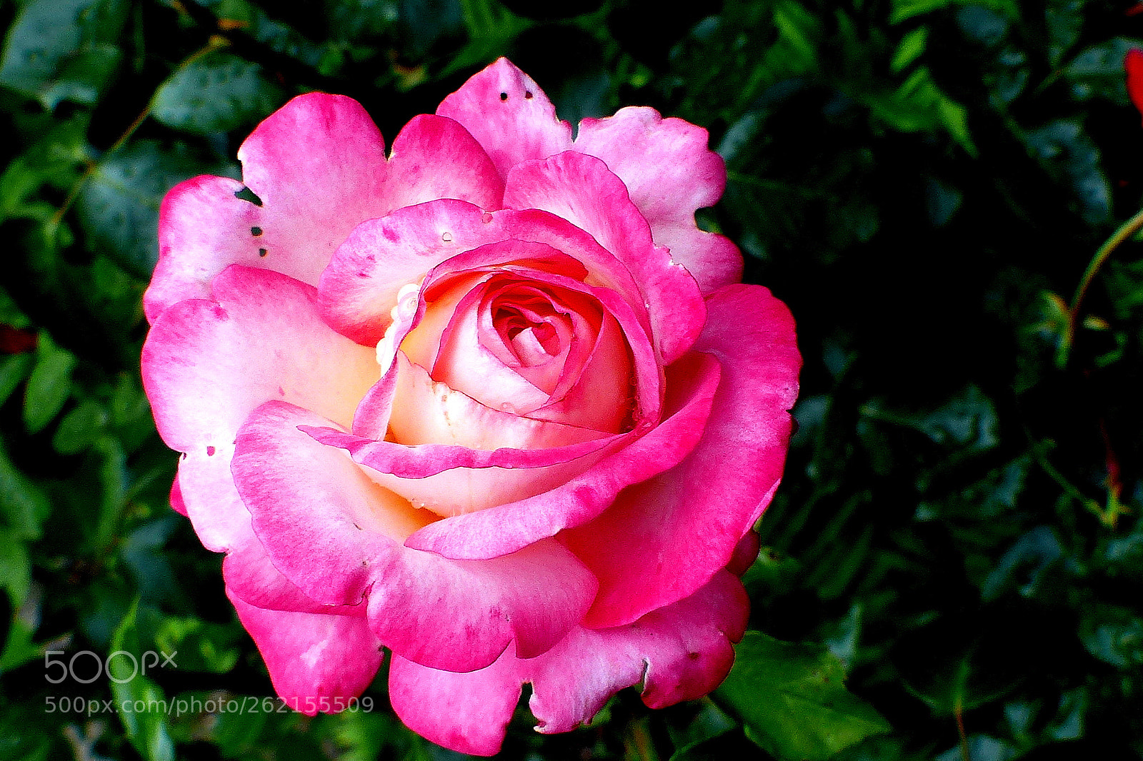 Panasonic Lumix DMC-FZ200 sample photo. Pink rose. photography
